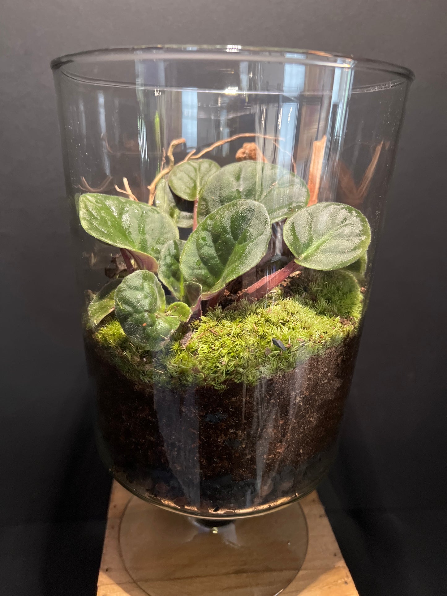 Terrarium #41