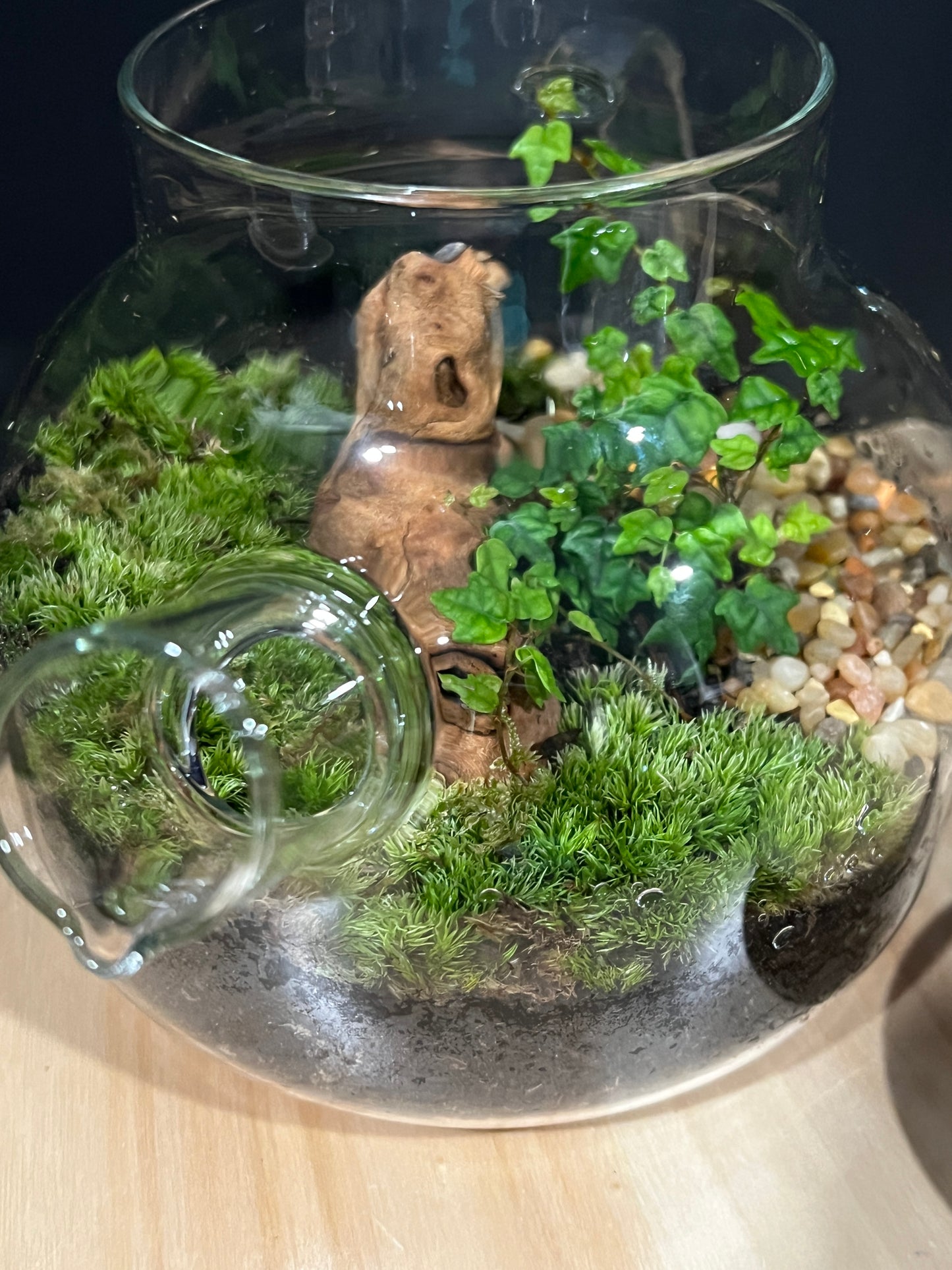 Terrarium 803