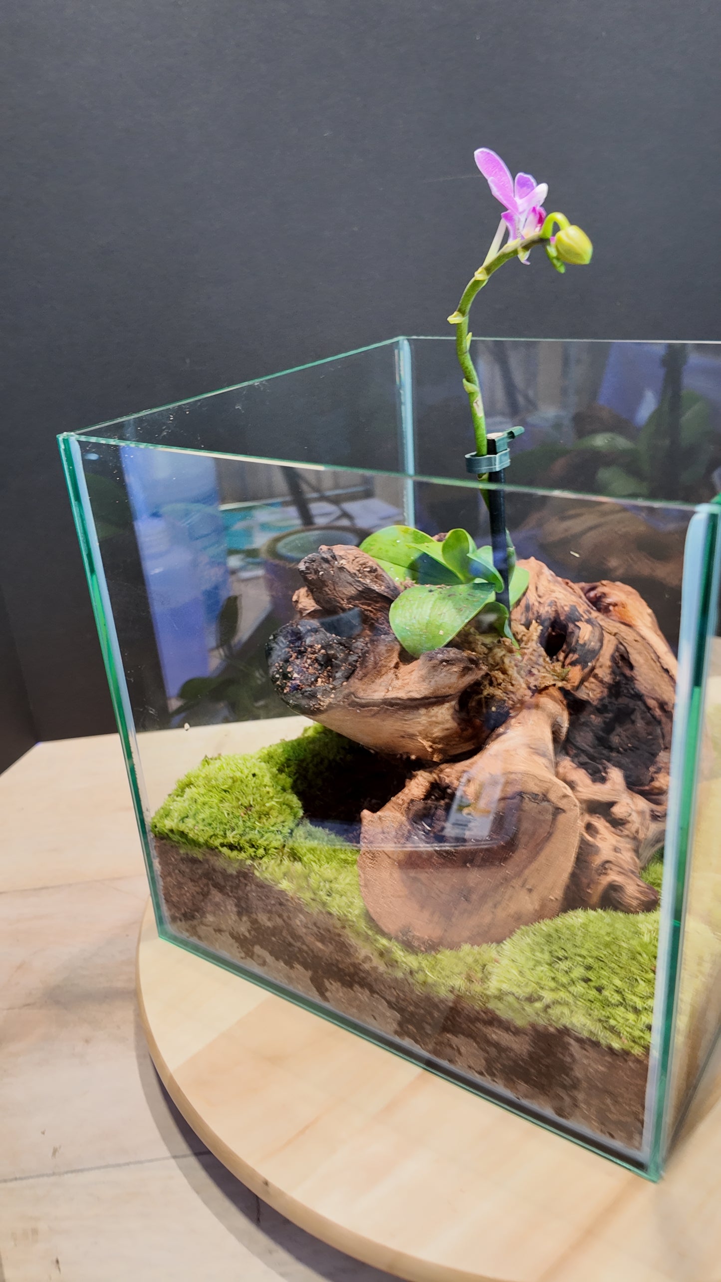 Terrarium #2