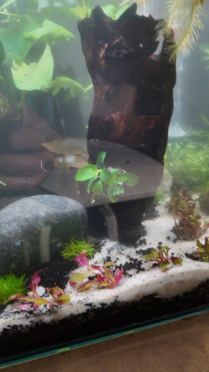 Nano Aquarium: The Lounge