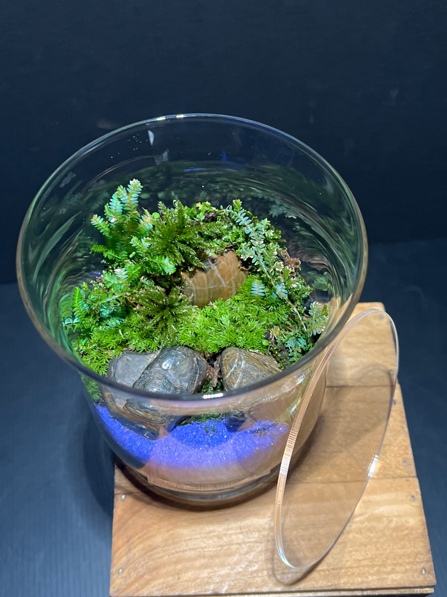 Terrarium #166