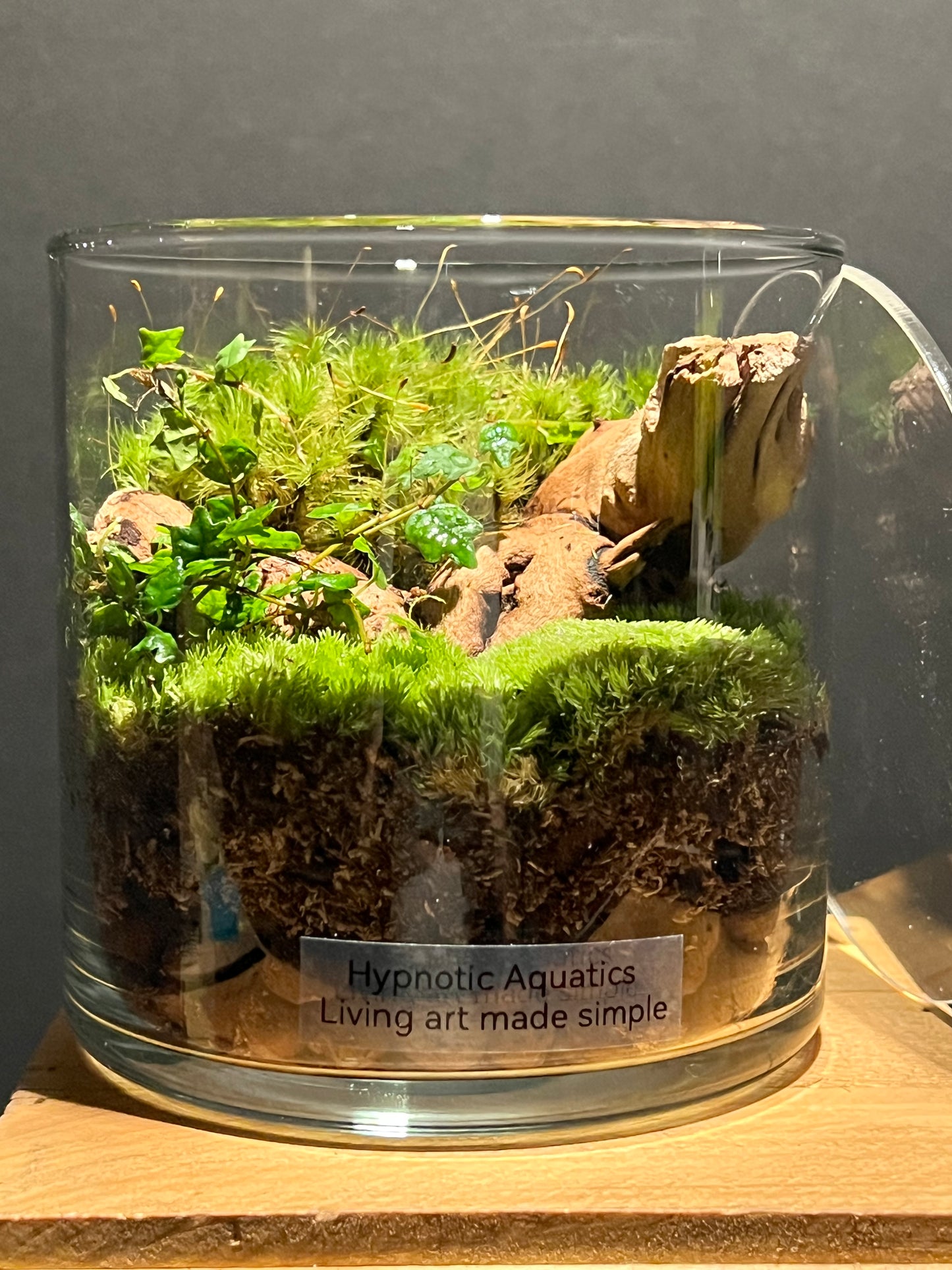 Terrarium #175