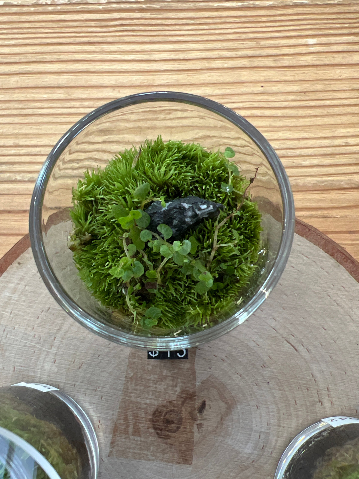 Terrarium 943