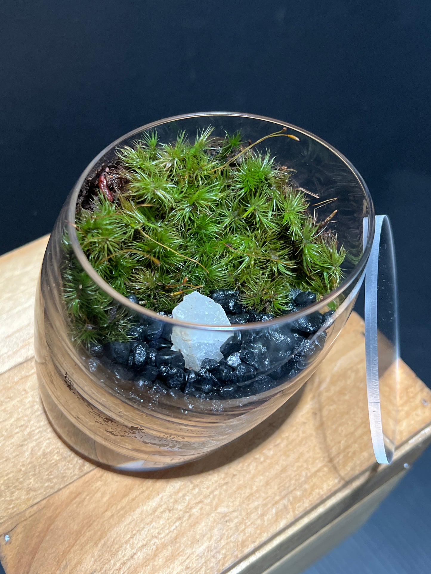 Terrarium #112