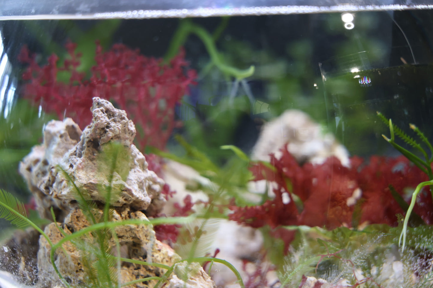 Saltwater Nano Aquariums