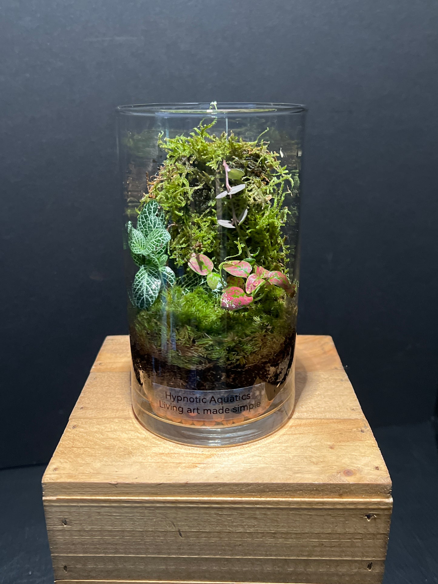 Terrarium 197