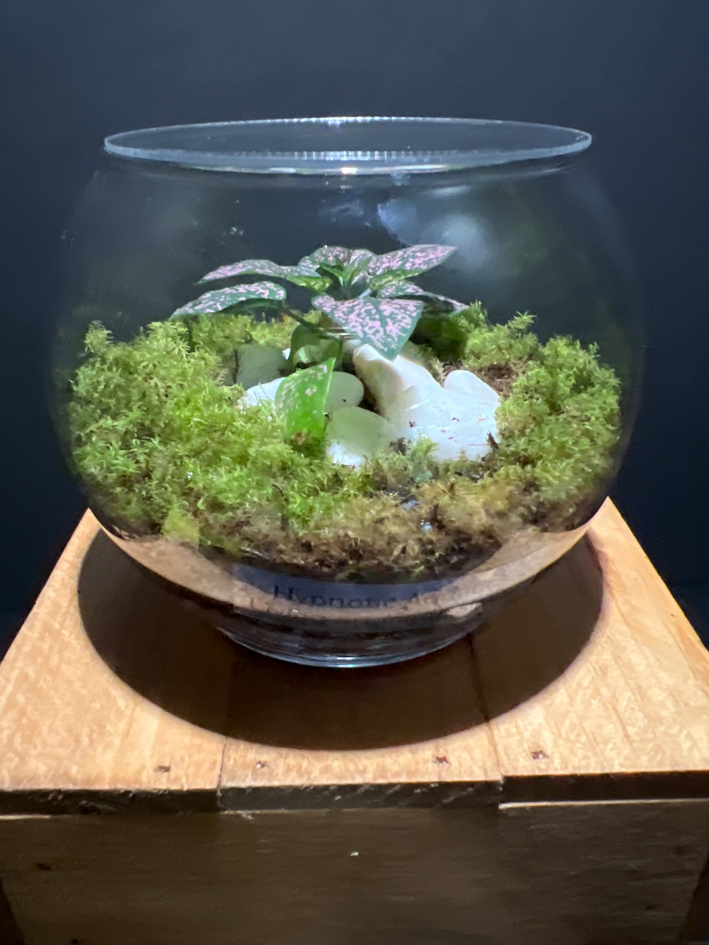 Terrarium #75