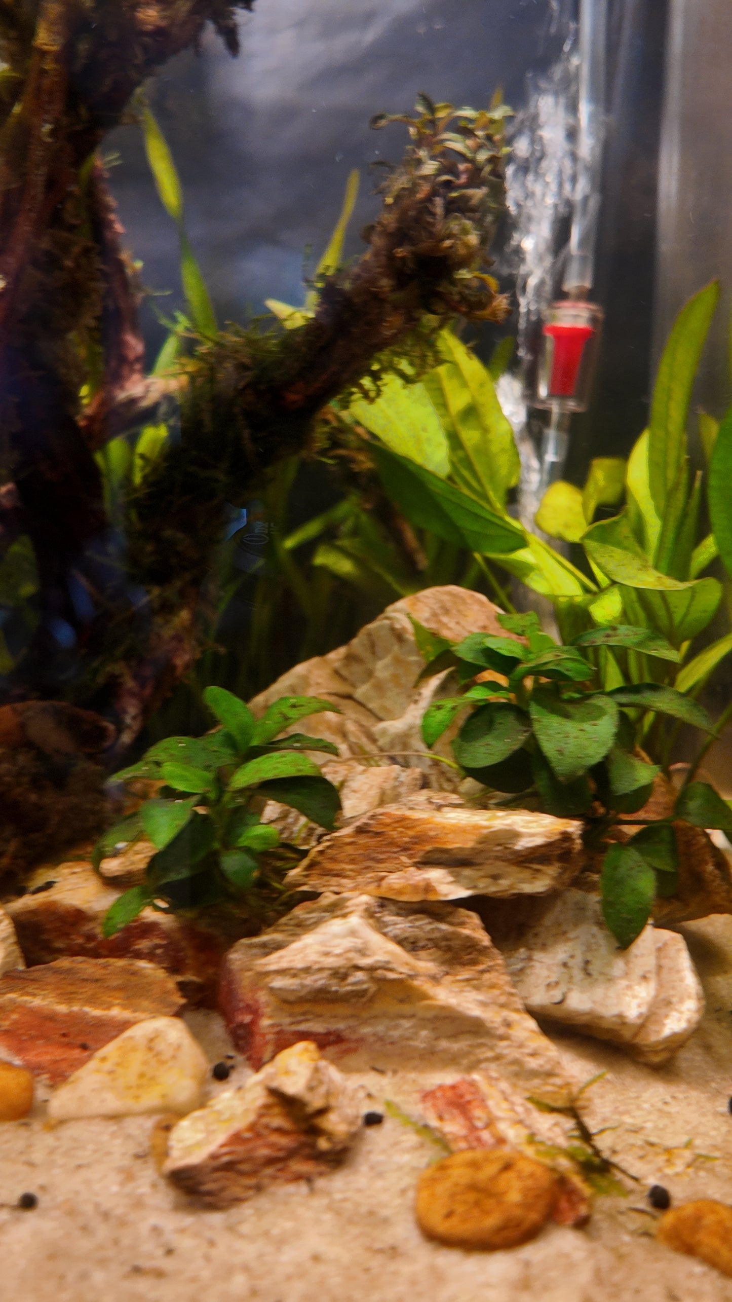 Nano Aquarium: Fallen