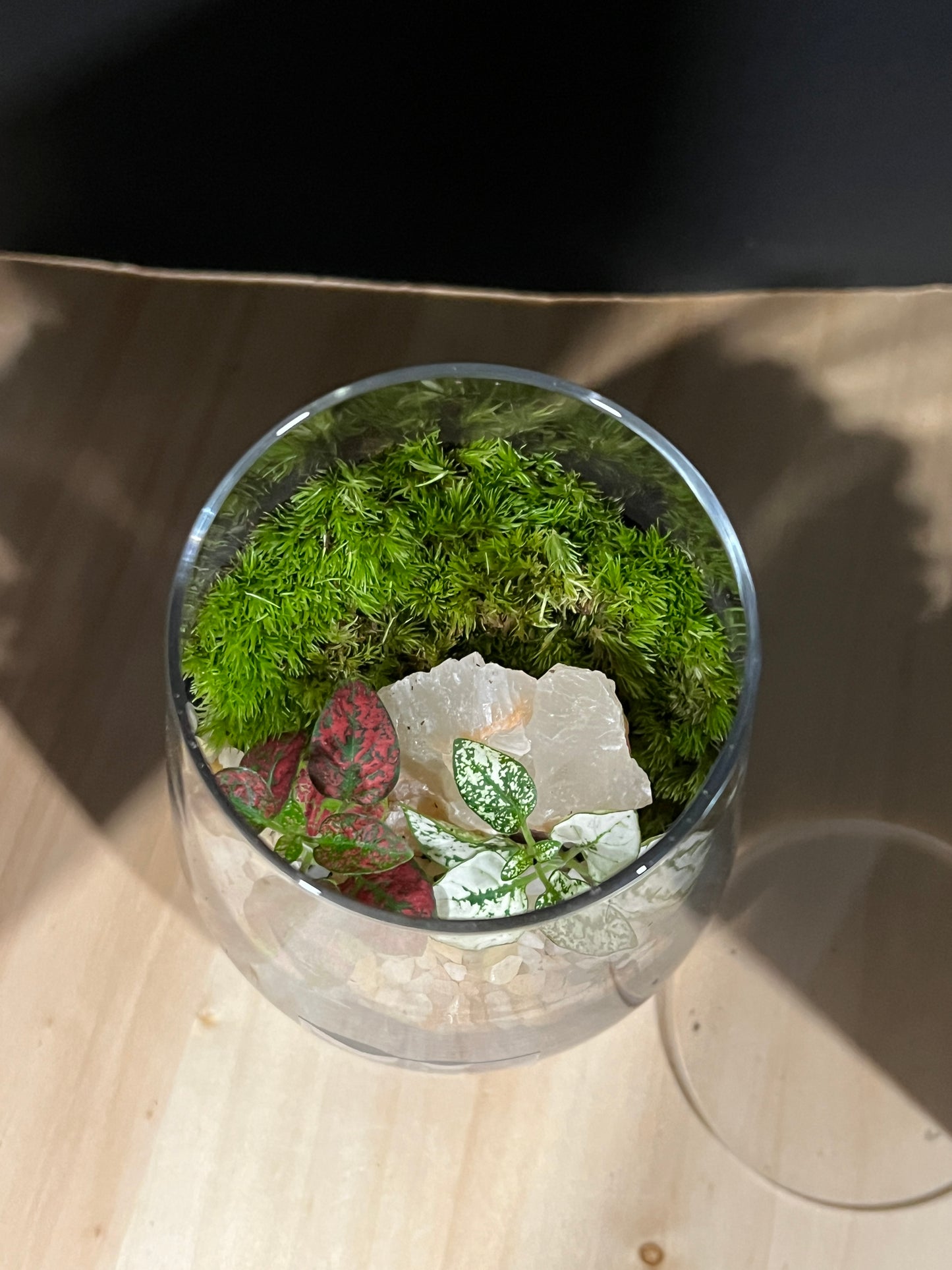 Terrarium 800