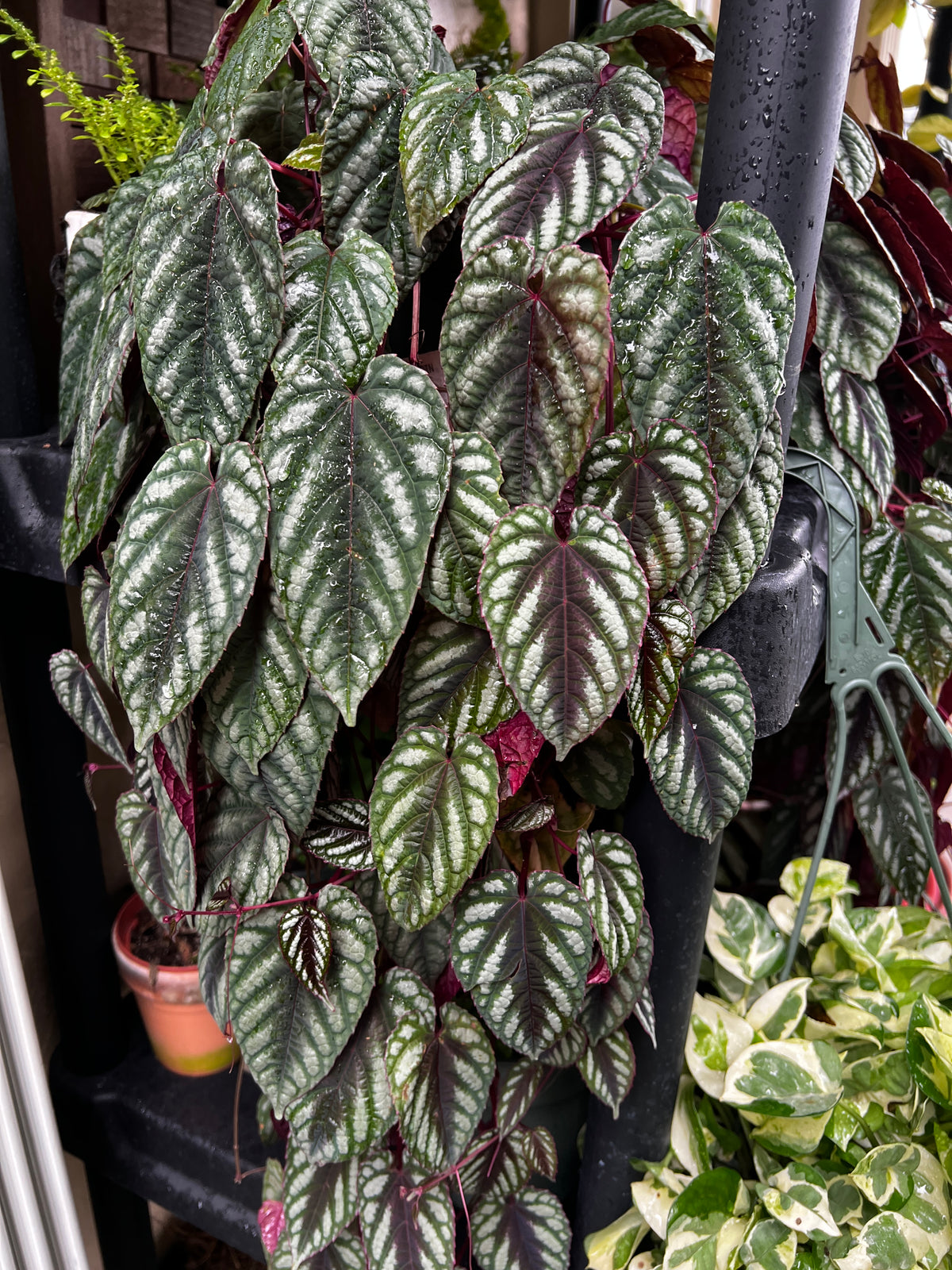 Live Plants: Rex Begonia Vine