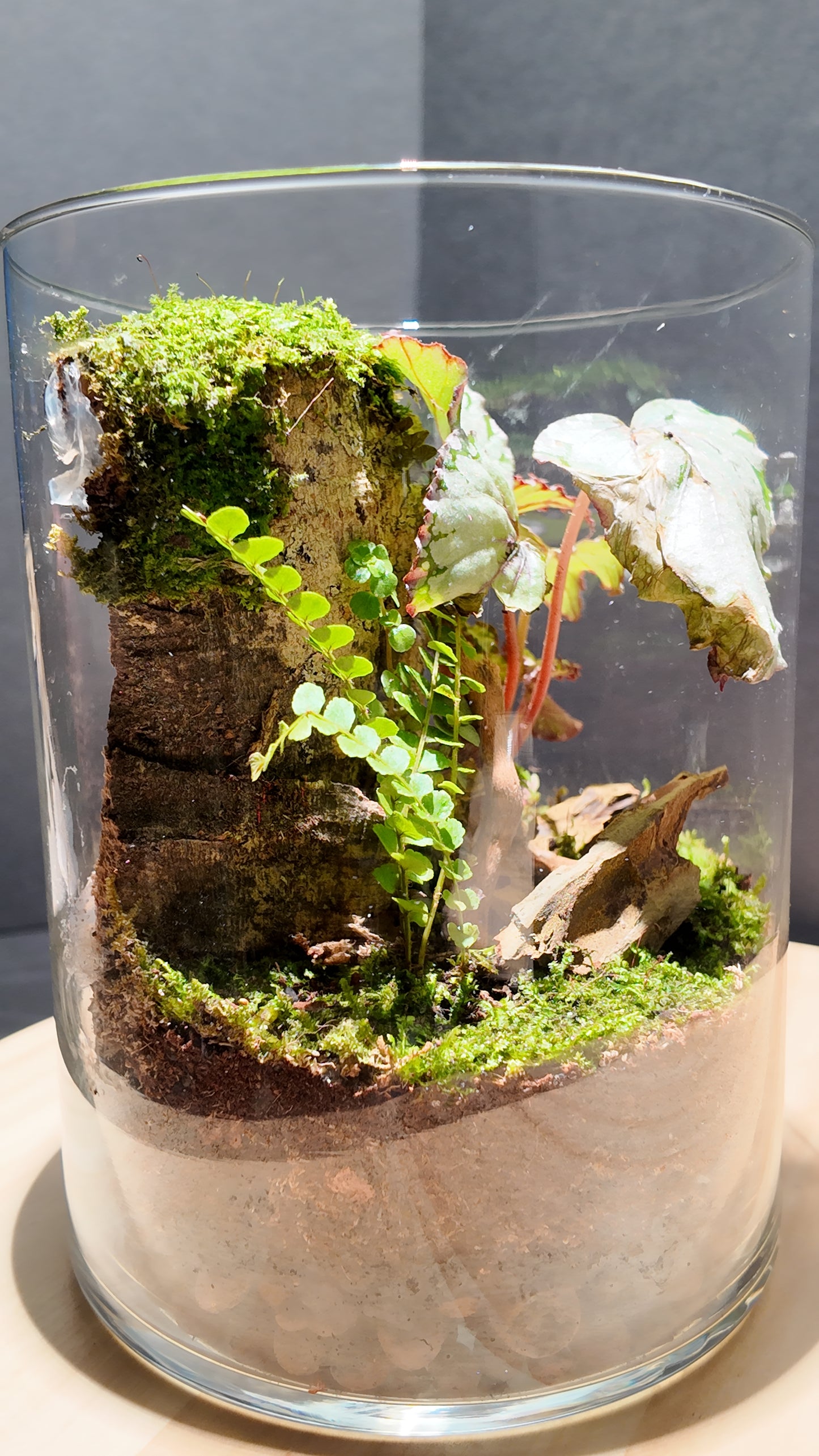Terrarium #1