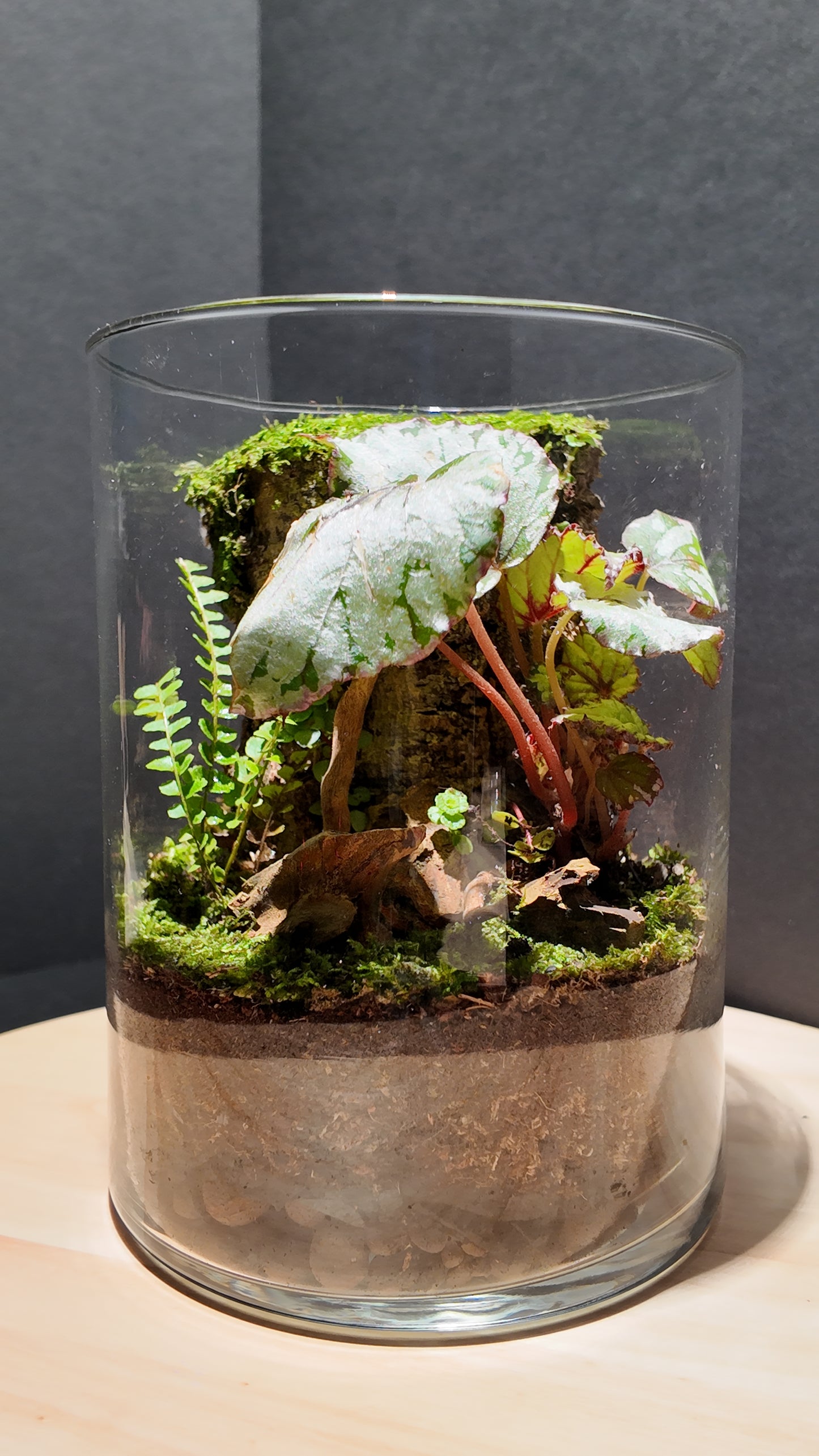 Terrarium #1