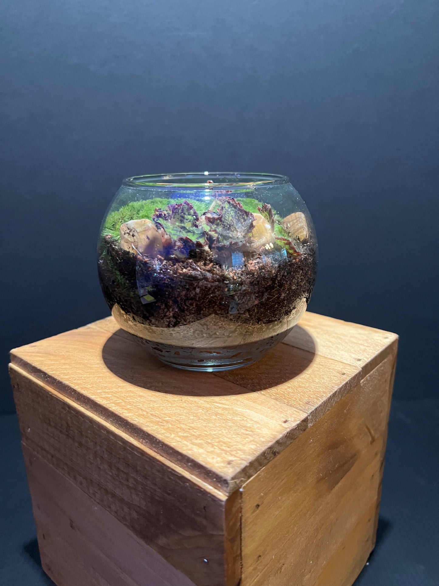 Terrarium #11
