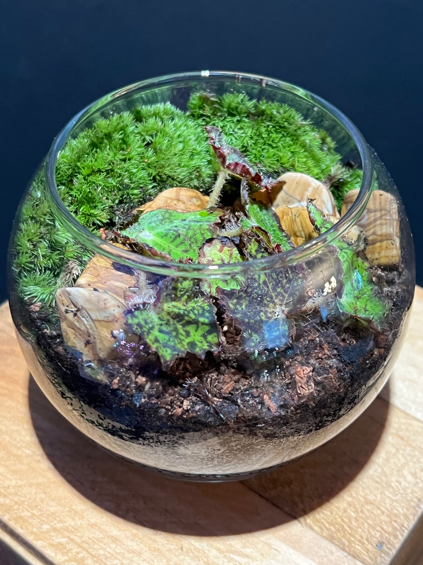 Terrarium #11
