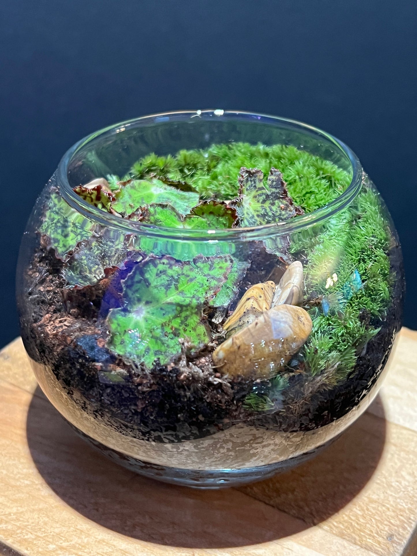 Terrarium #11