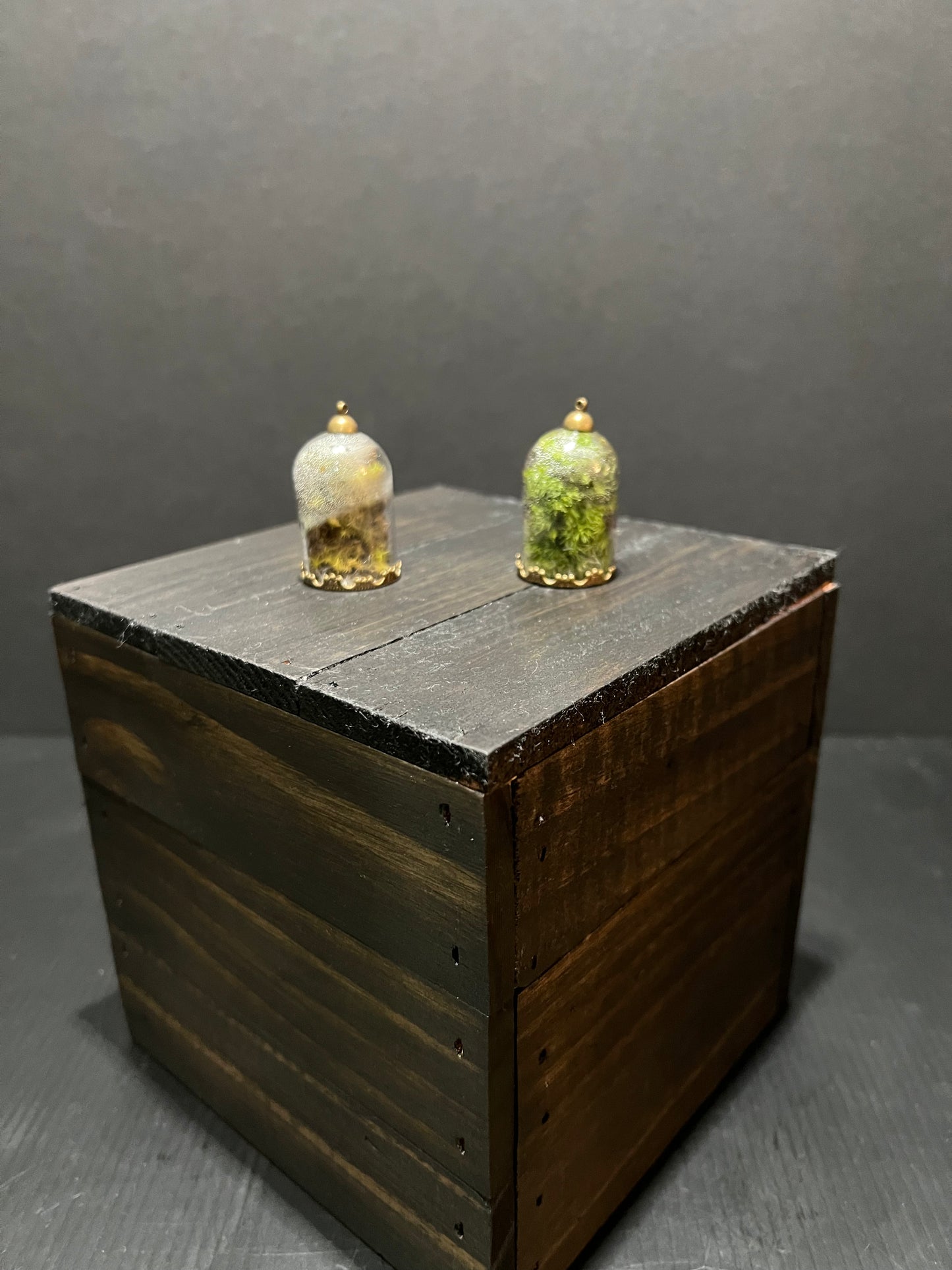 Terrarium #24