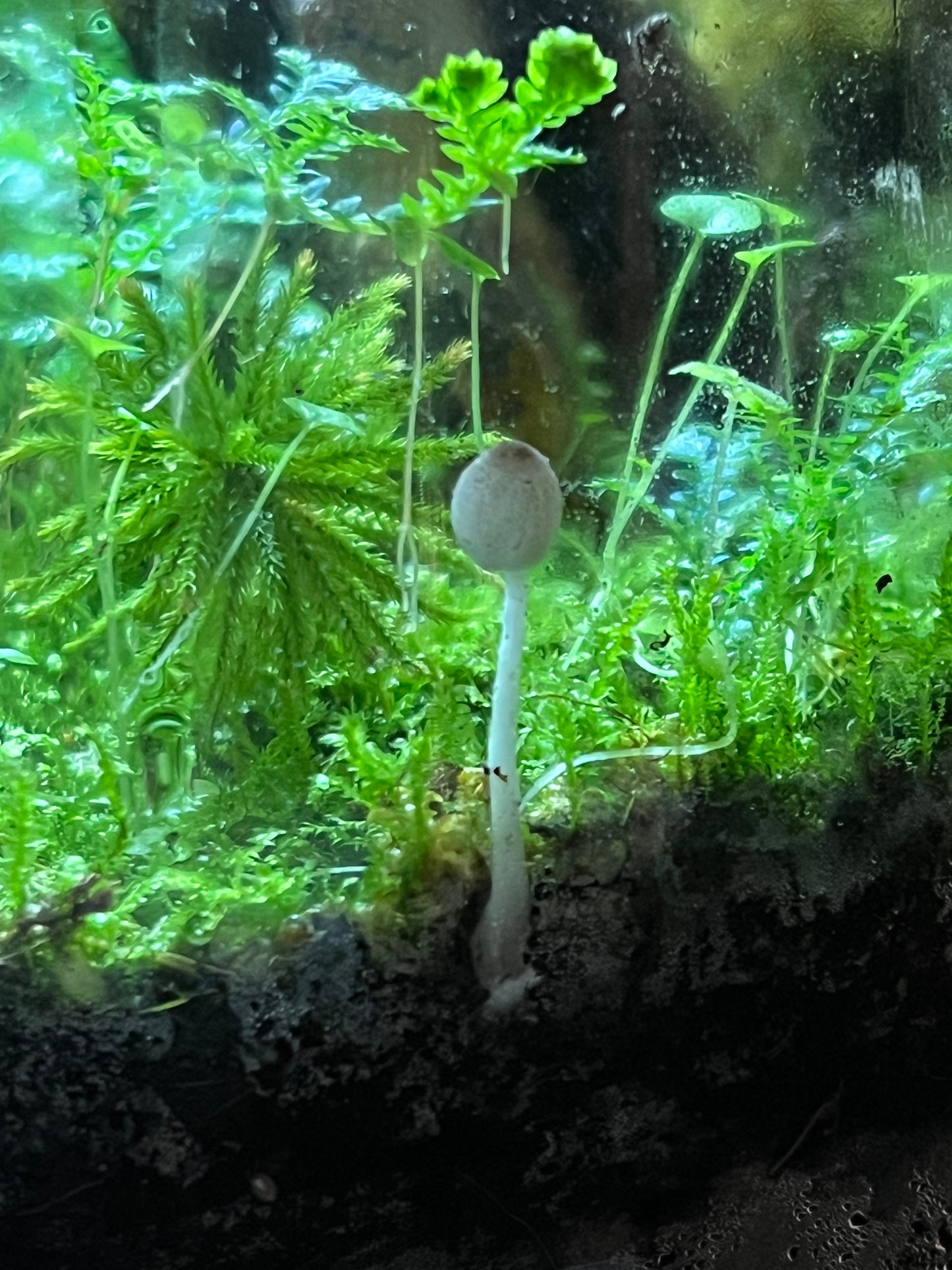 Terrarium #3