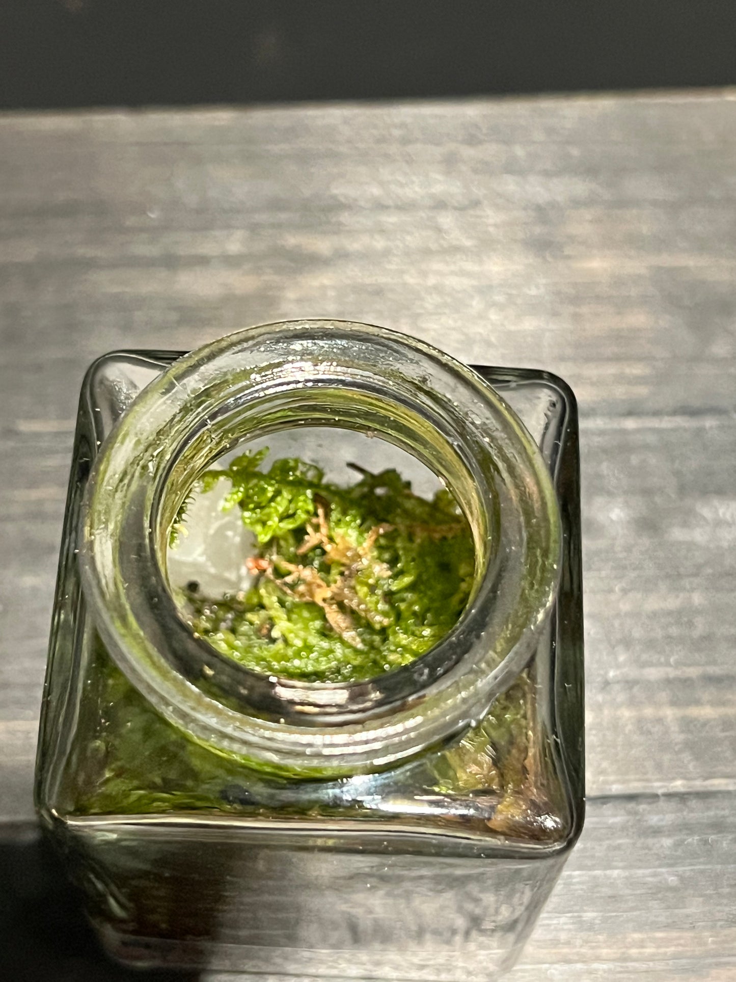 Terrarium #169