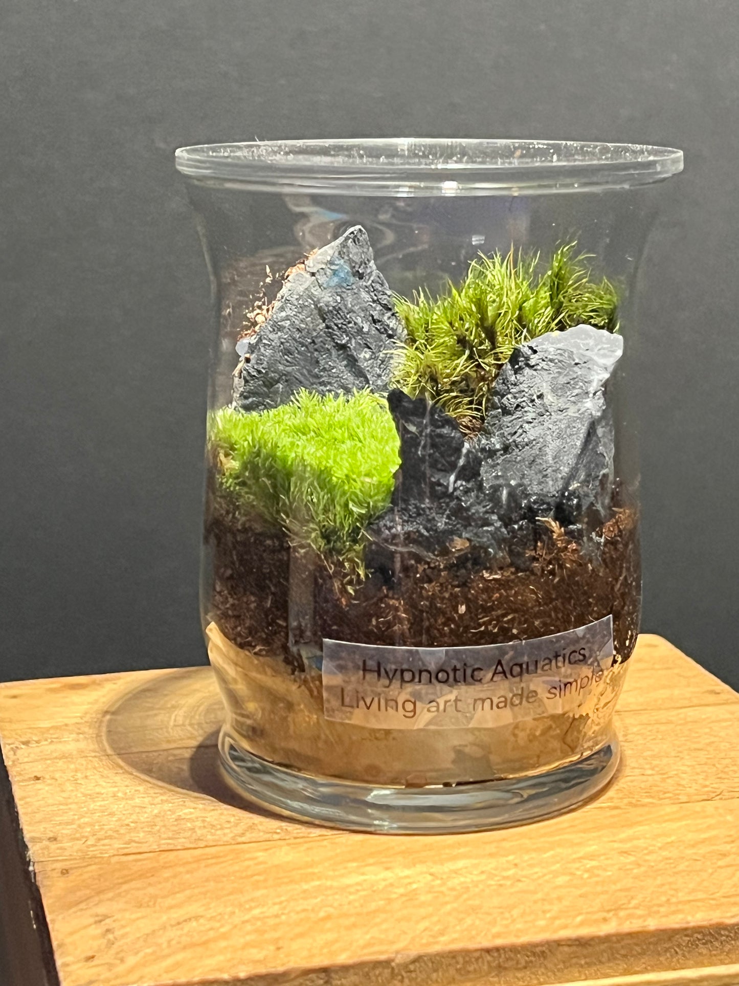 Terrarium #173