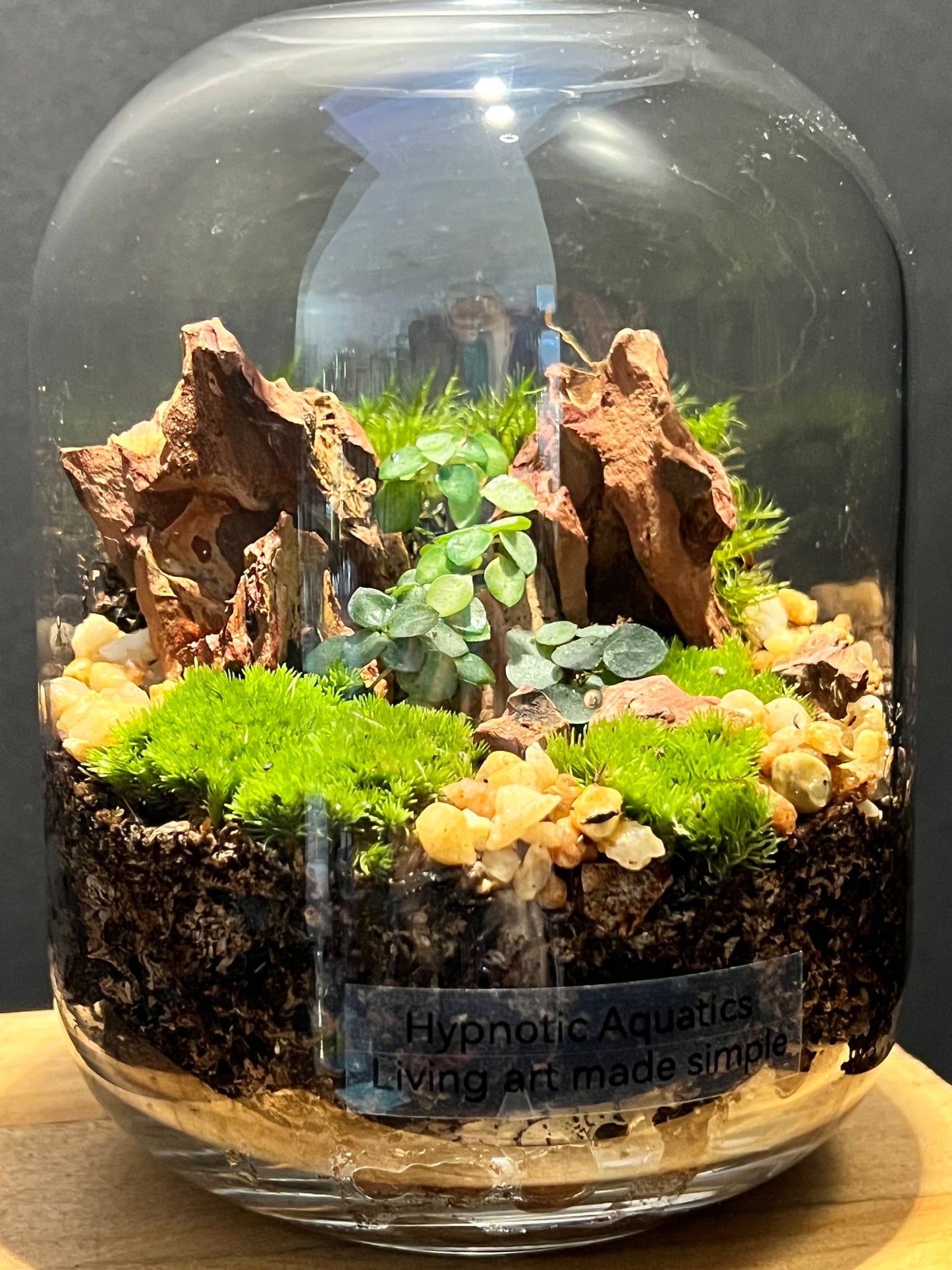 Terrarium 186