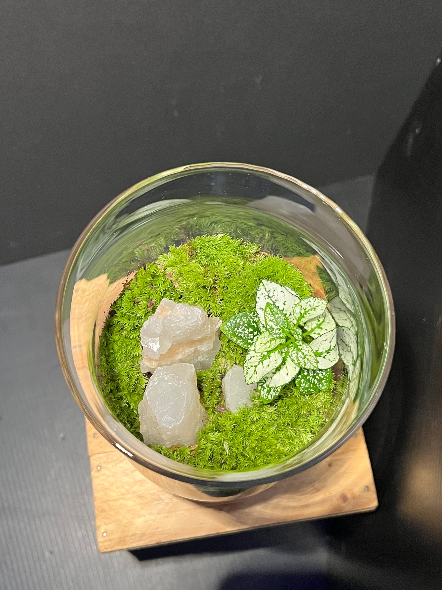 Terrarium 190