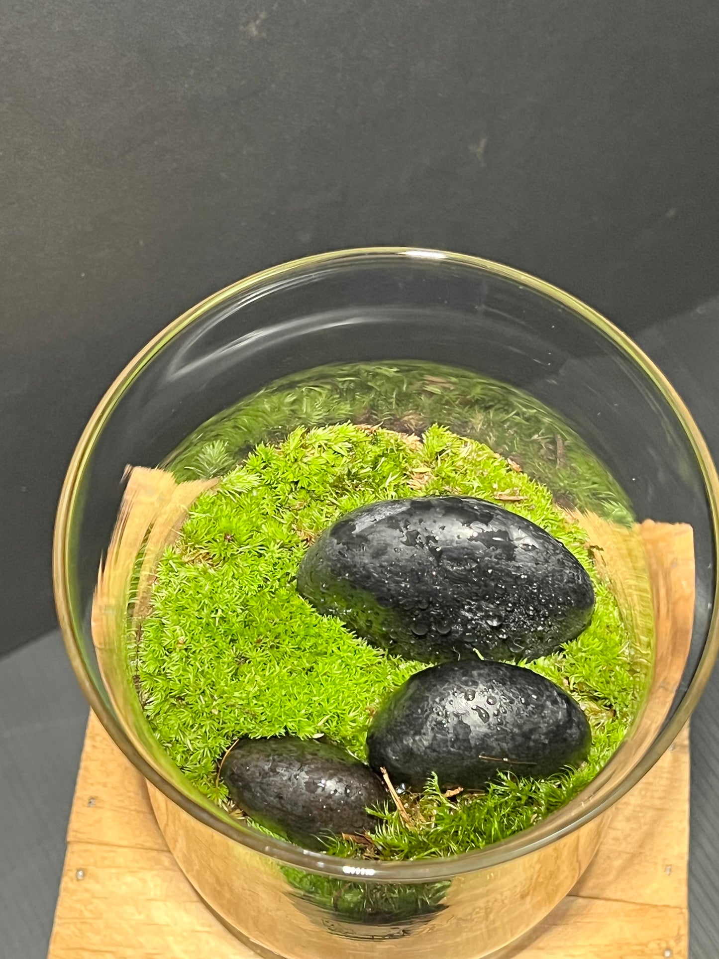 Terrarium 191