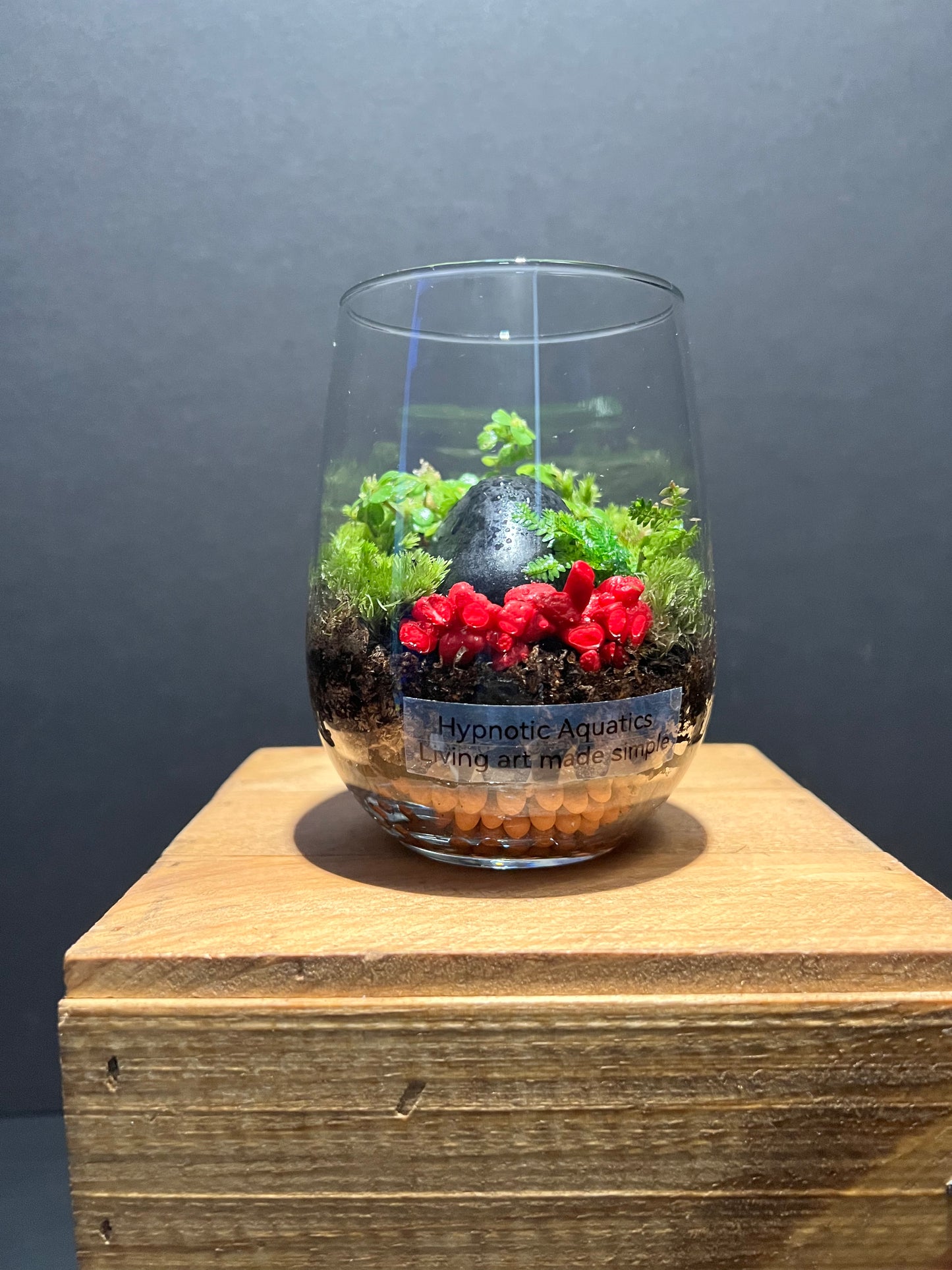 Terrarium 202