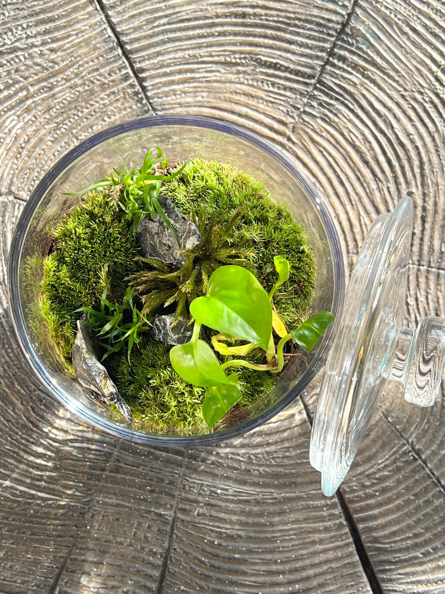 Terrarium 203