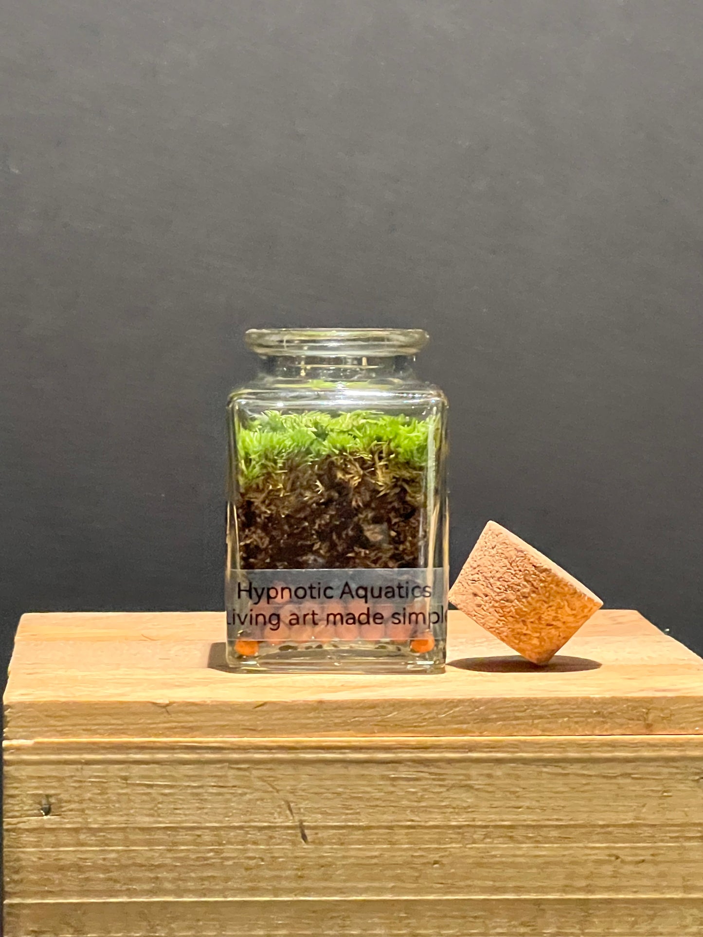 Terrarium 204