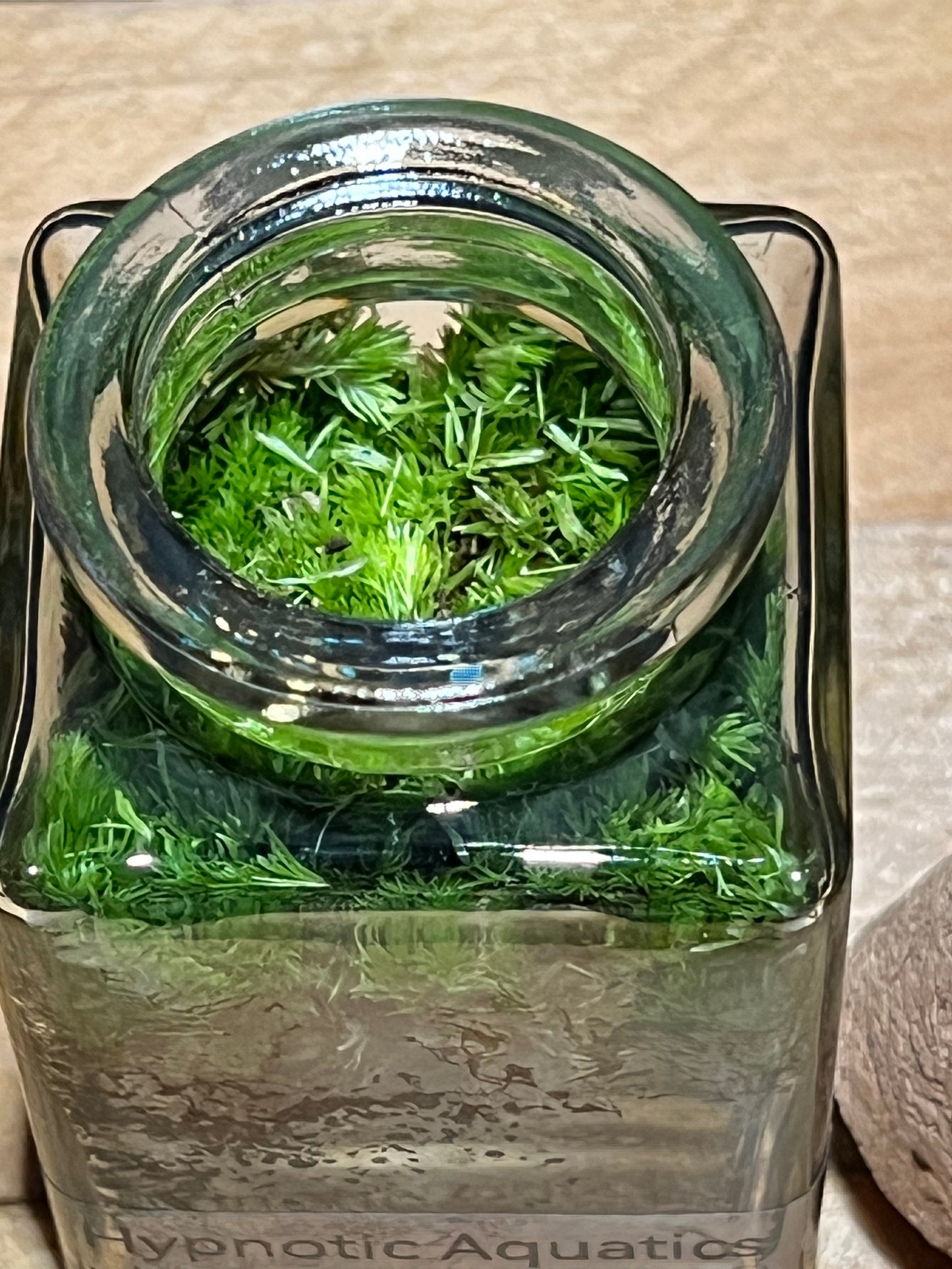 Terrarium 204