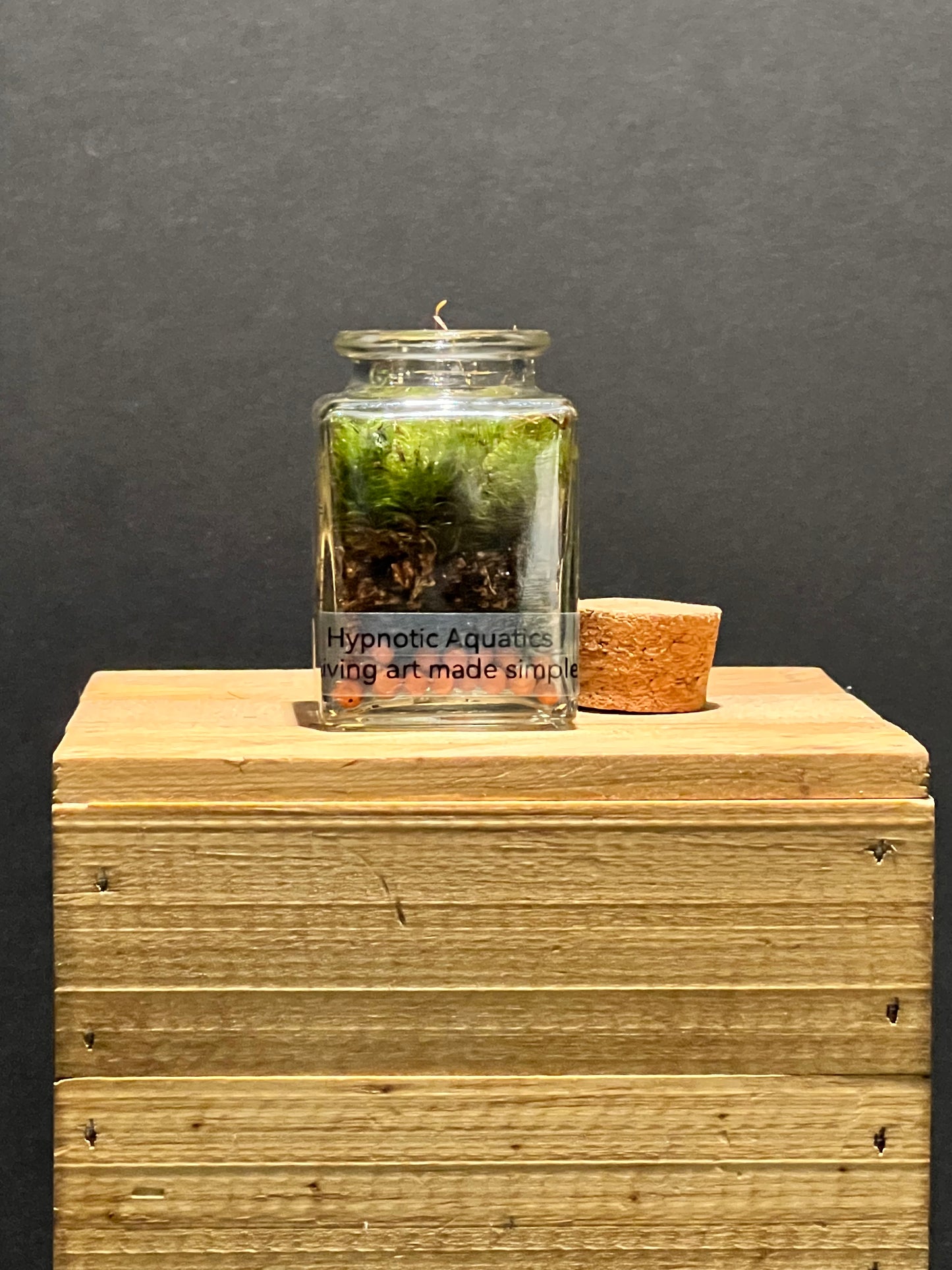 Terrarium 205