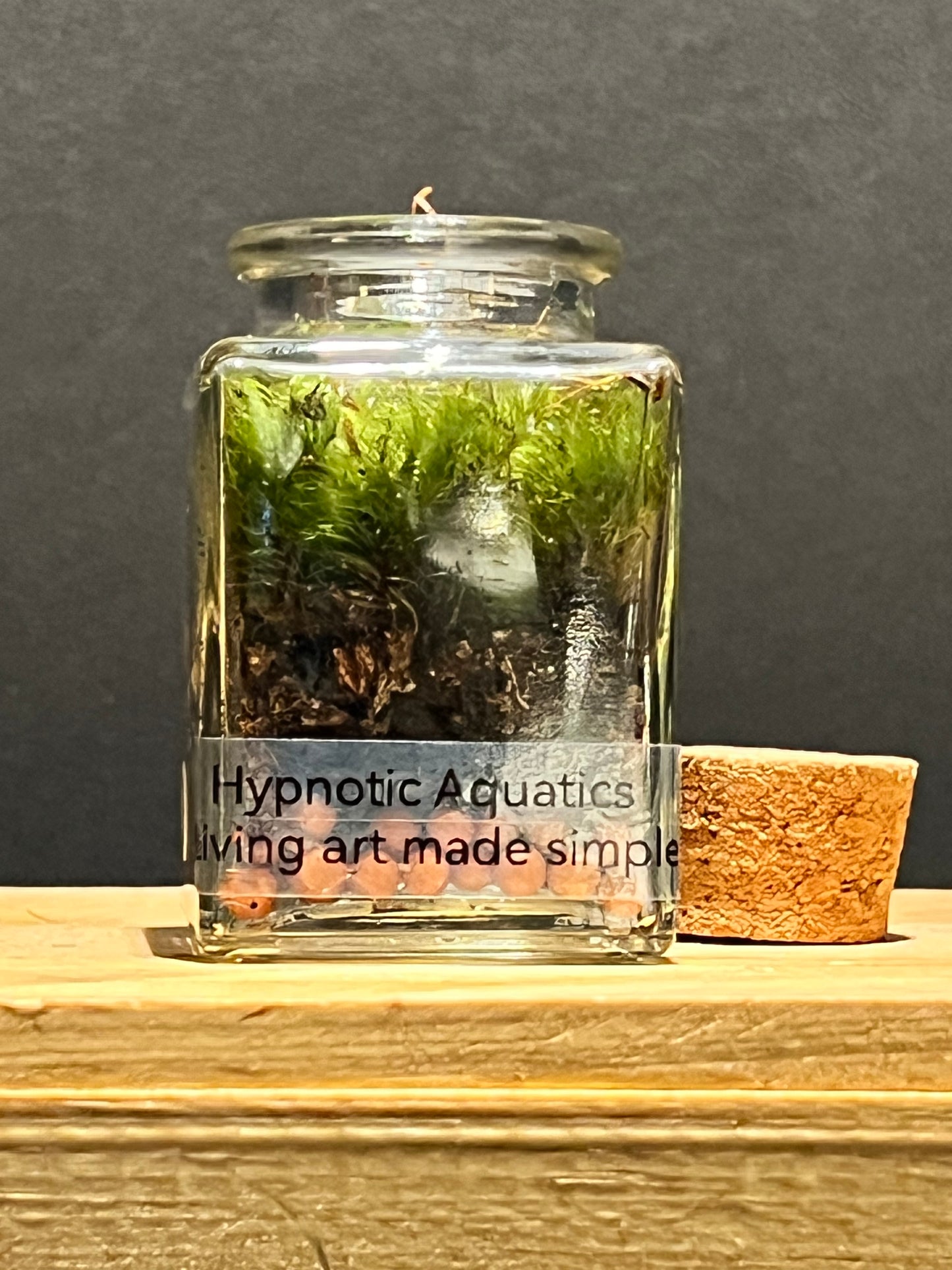 Terrarium 205