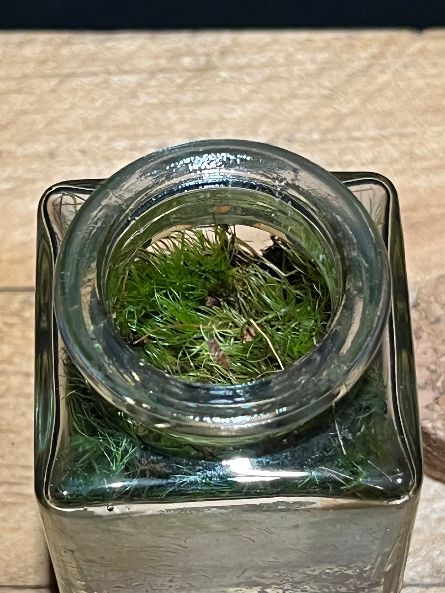 Terrarium 205