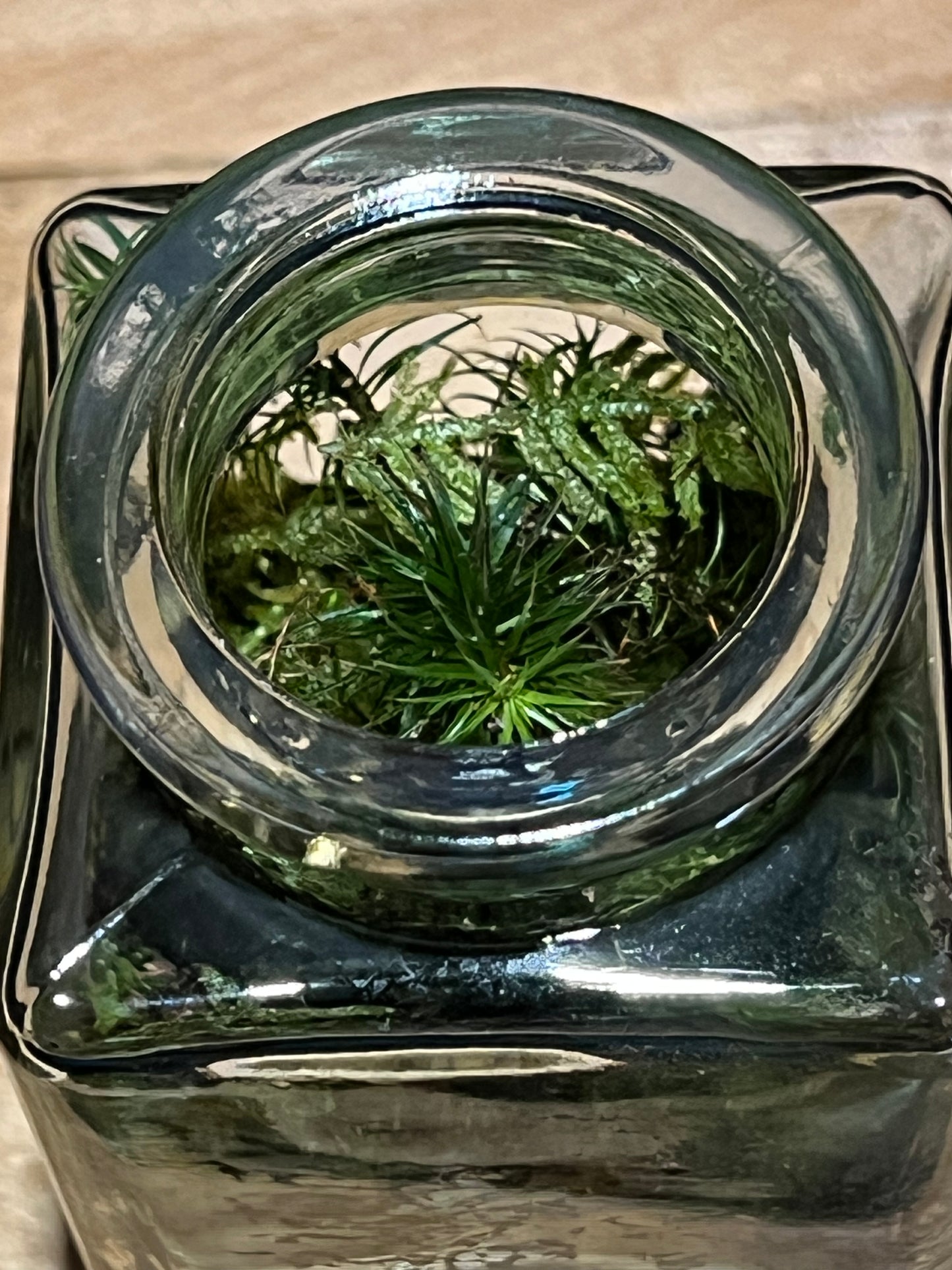 Terrarium 206