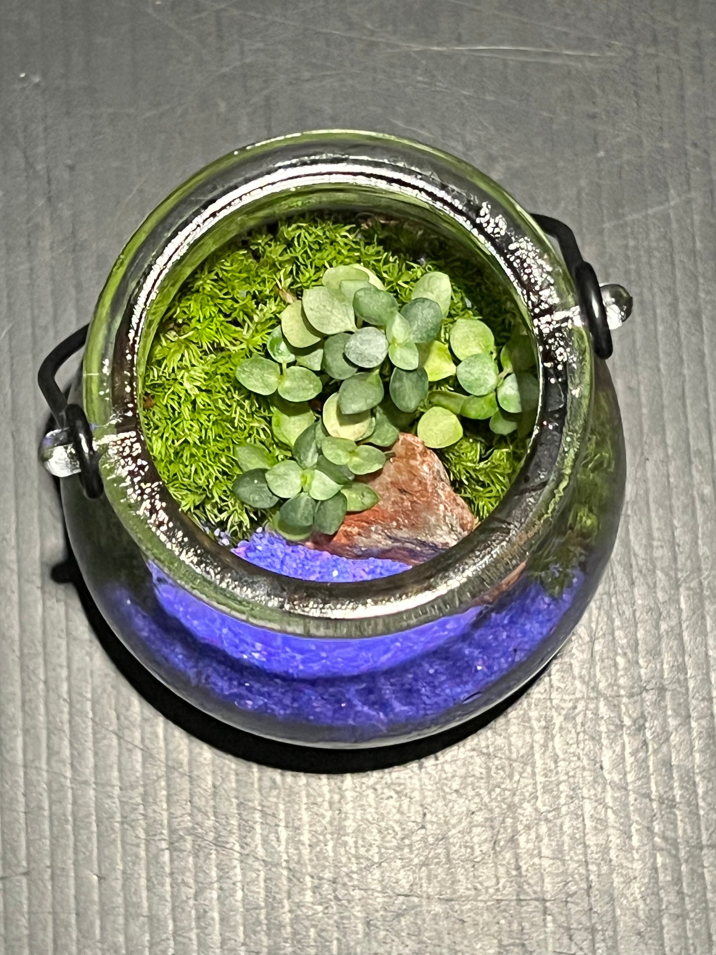 Terrarium 210
