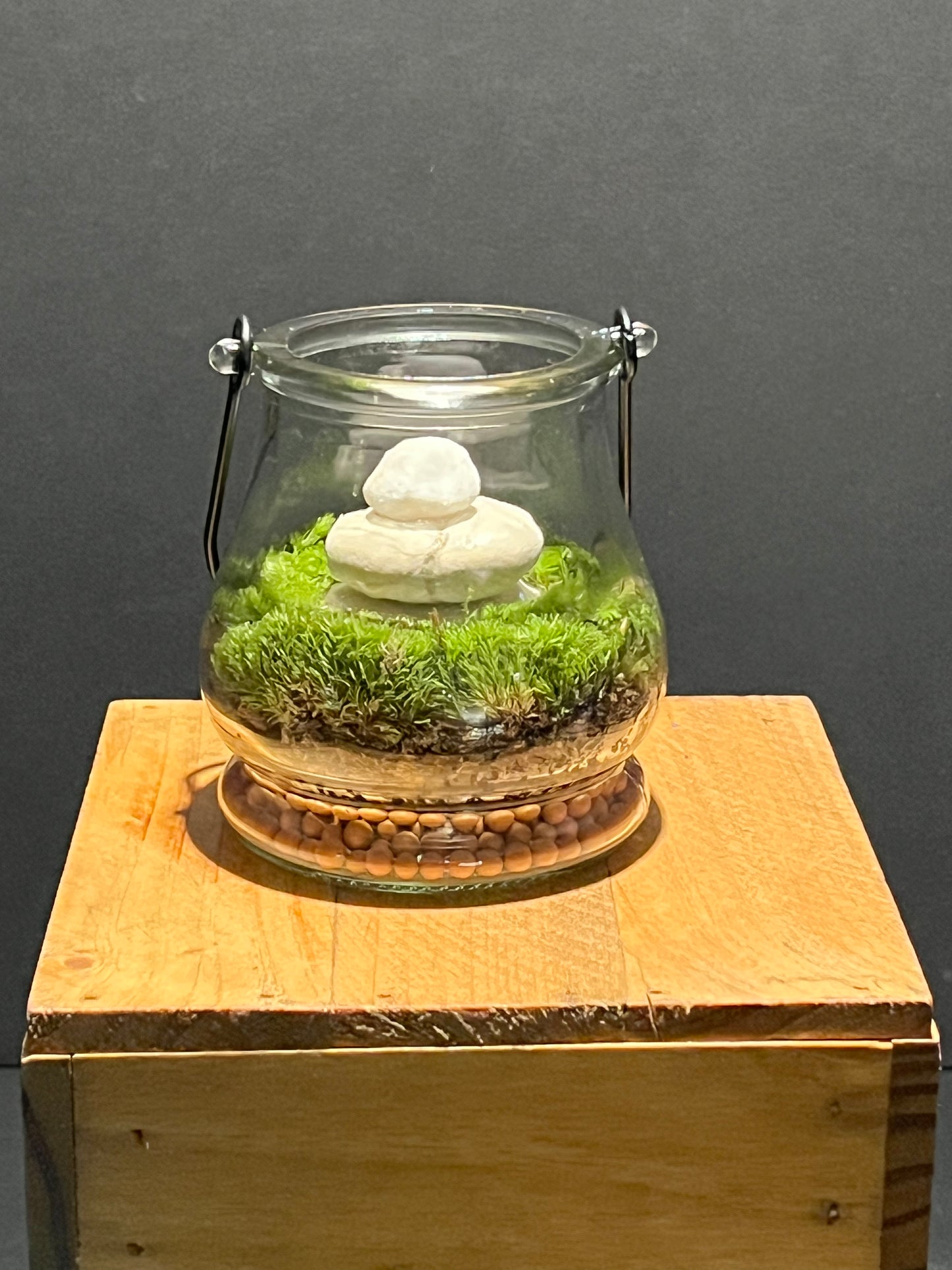 Terrarium 212