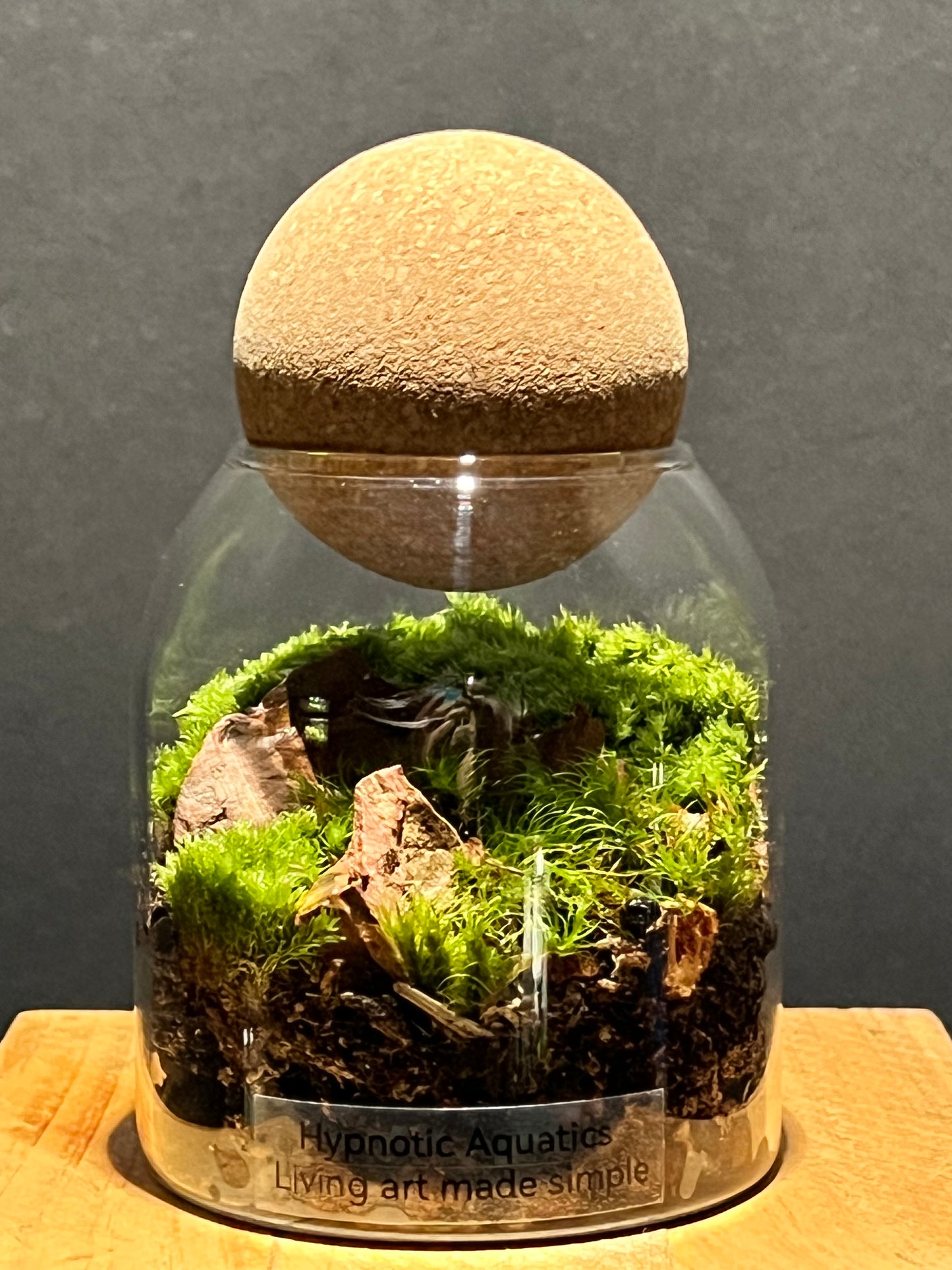 Terrarium 214