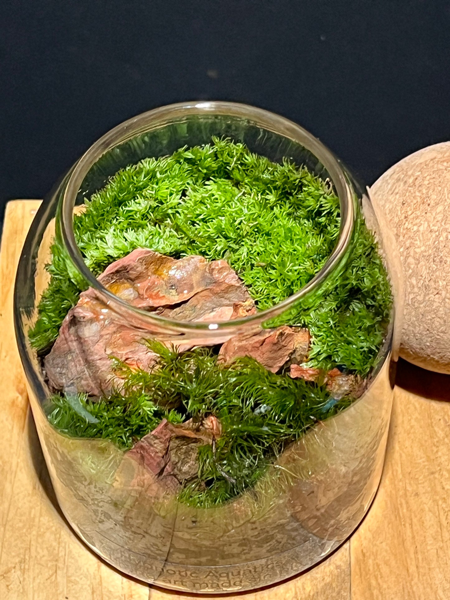 Terrarium 214