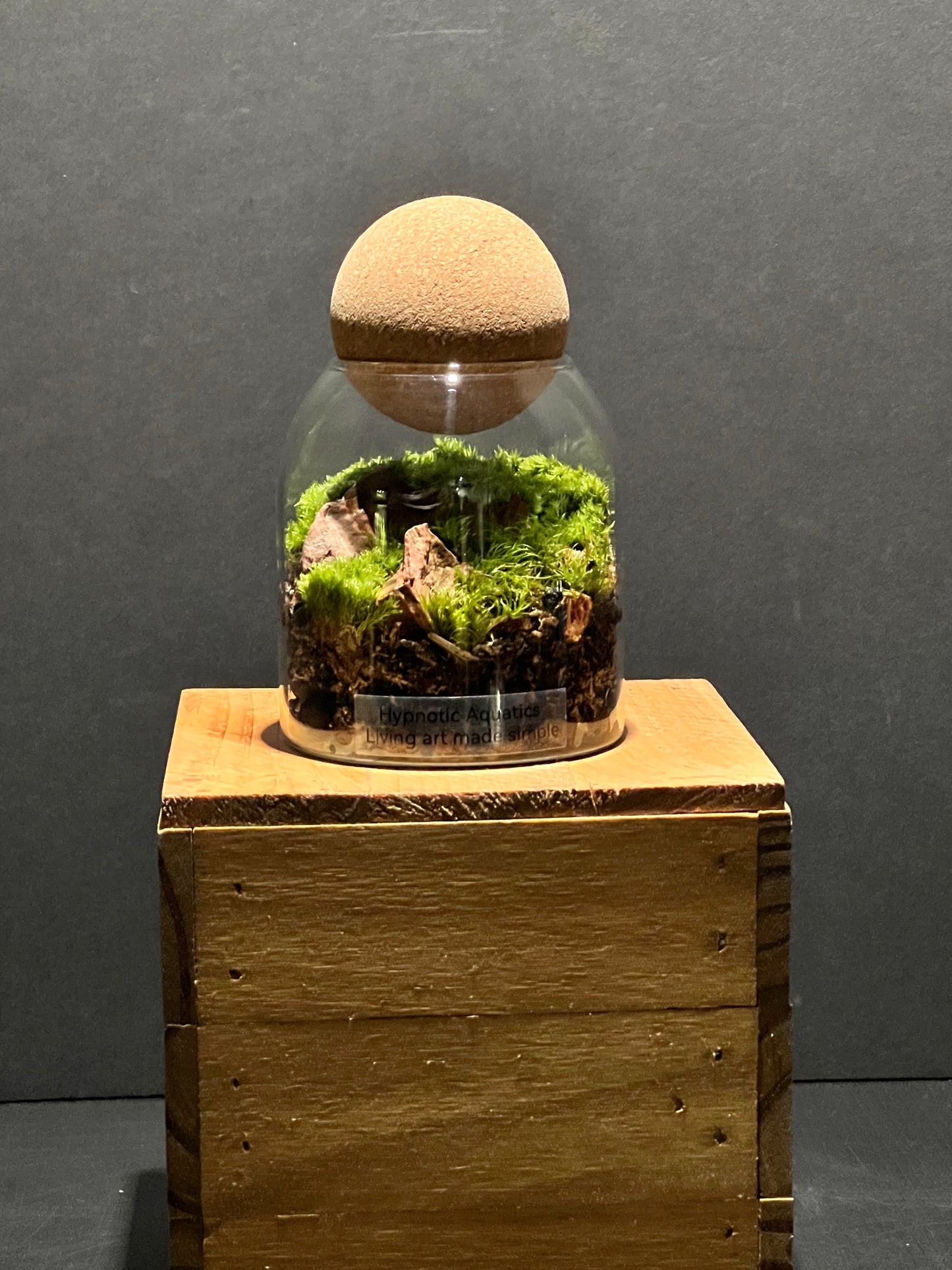 Terrarium 214