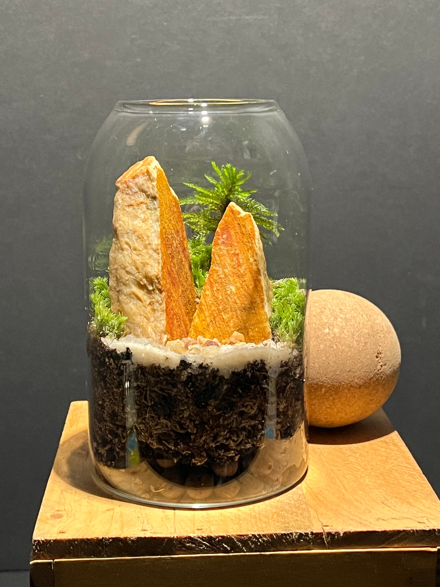 Terrarium 215