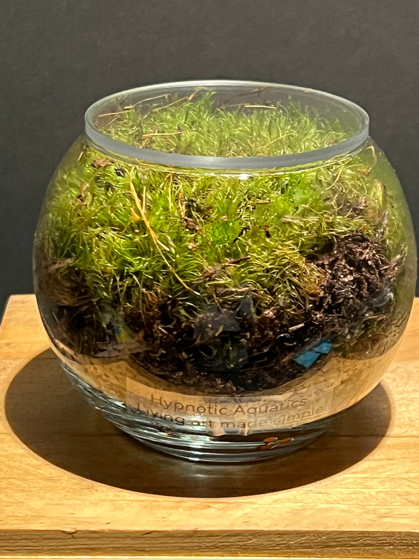 Terrarium 220