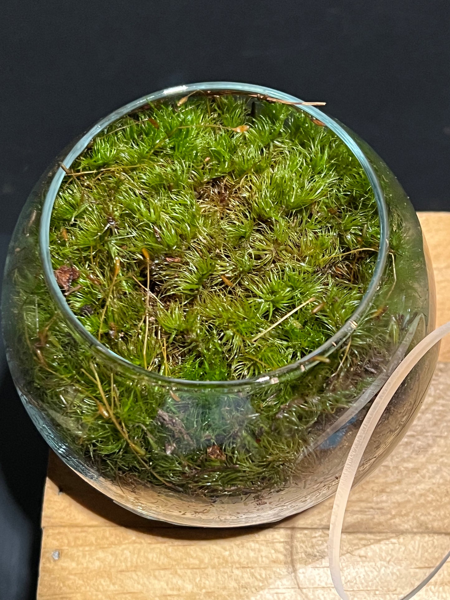 Terrarium 220