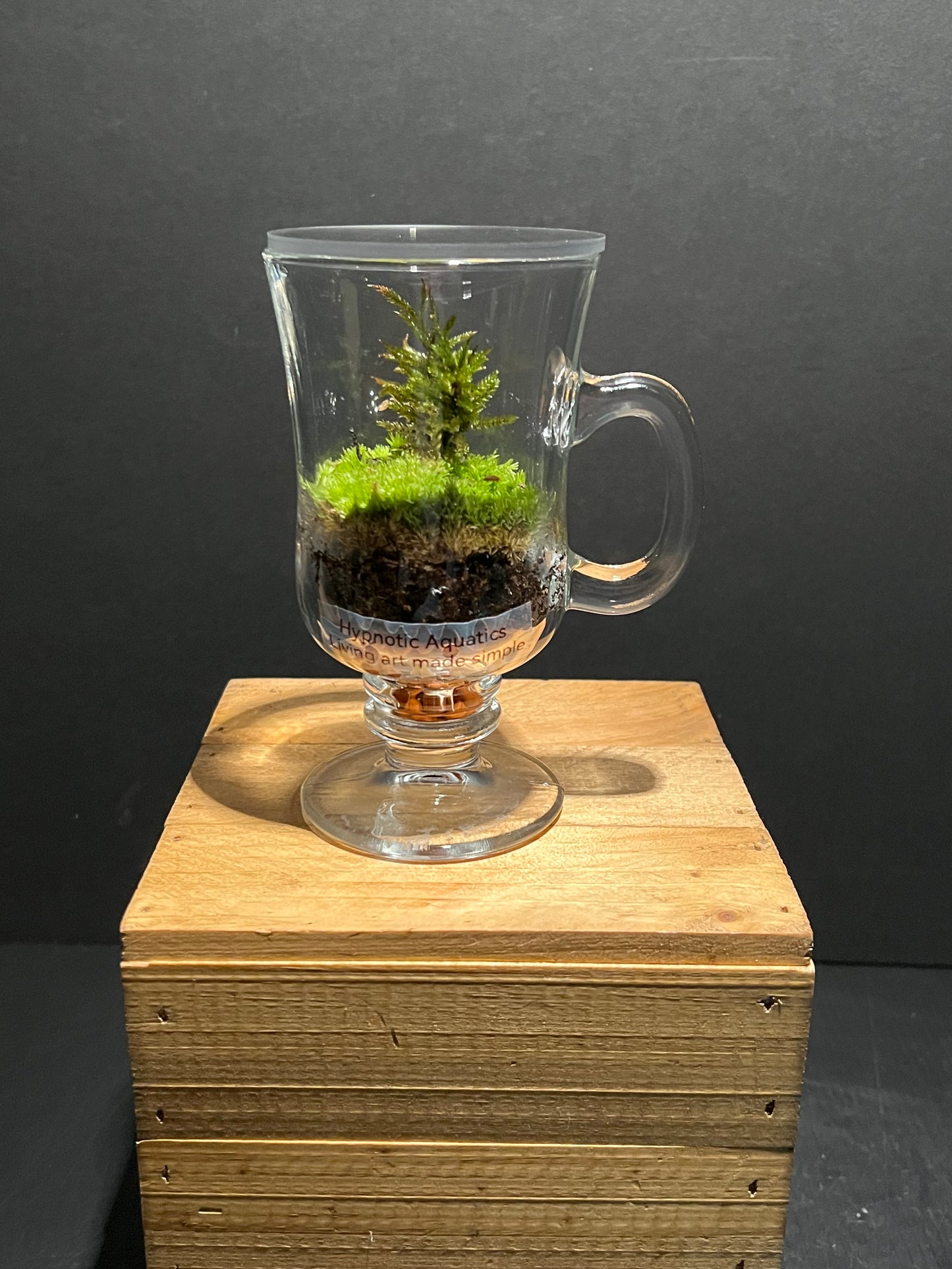 Terrarium 221