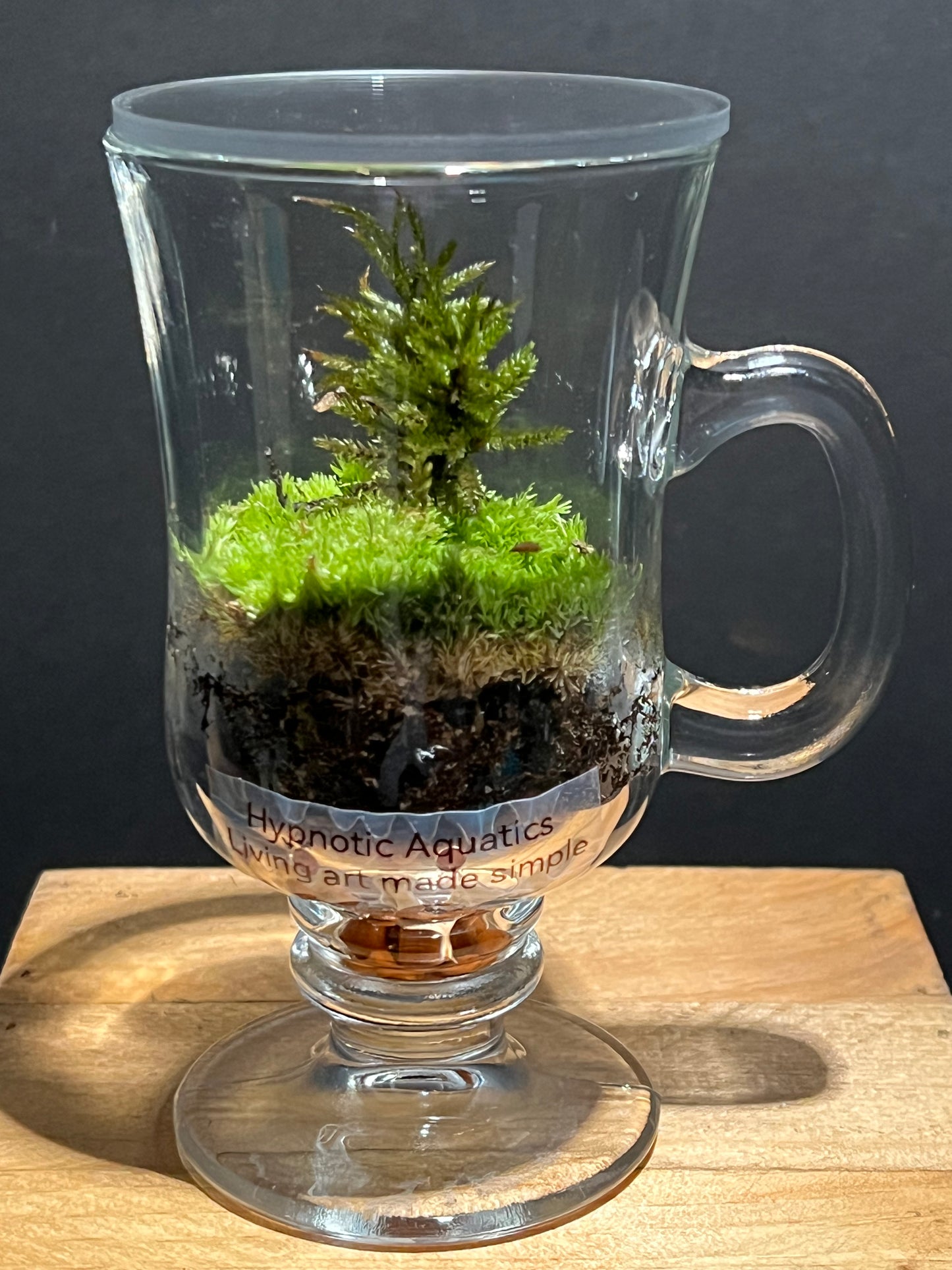 Terrarium 221