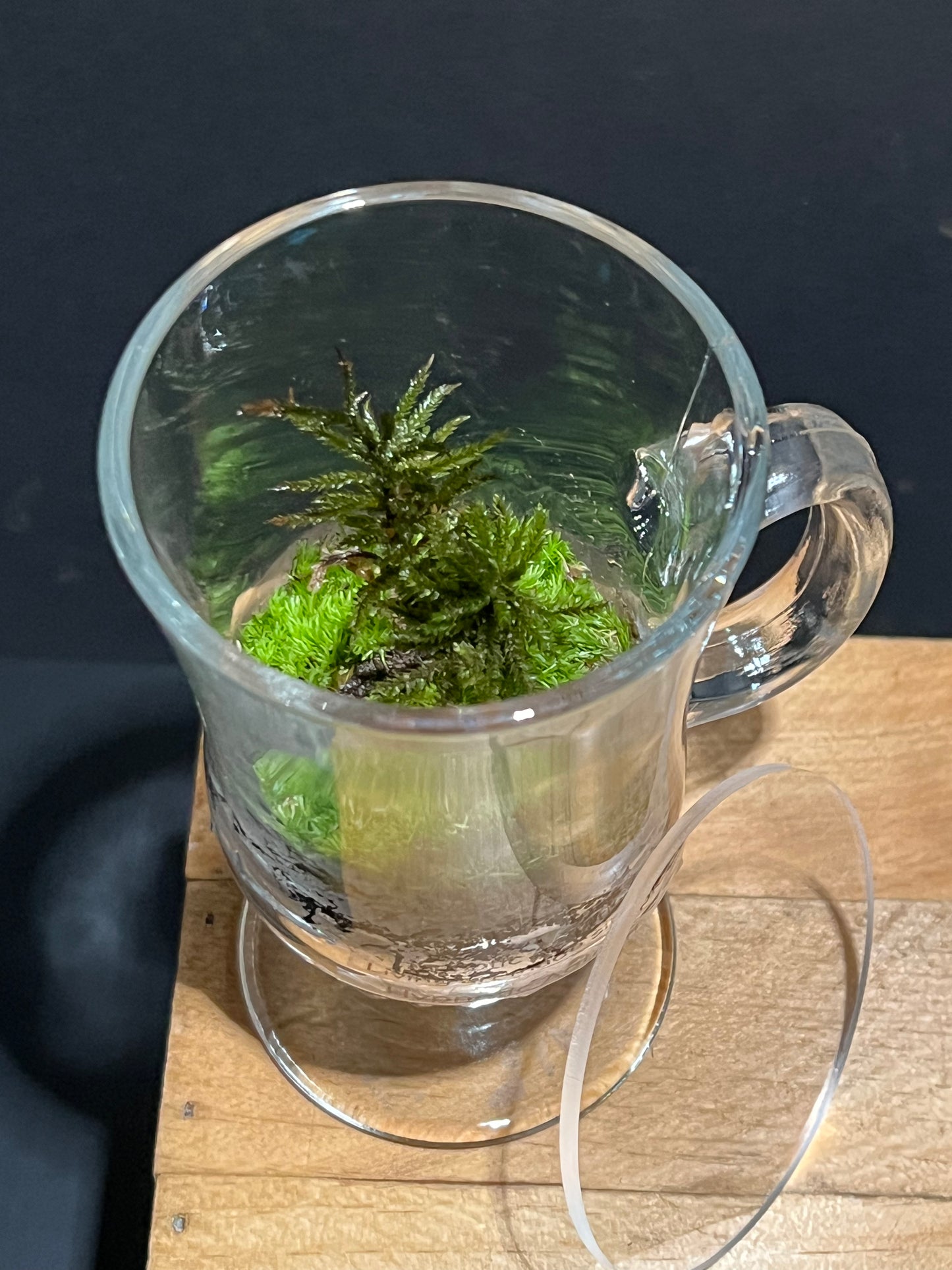 Terrarium 221