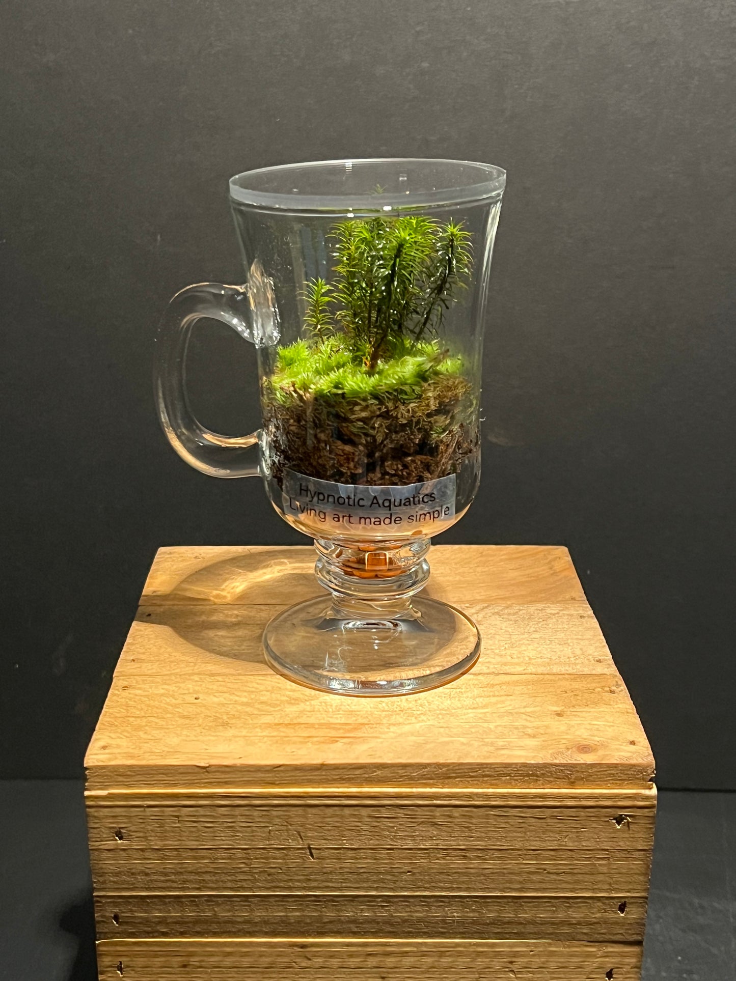 Terrarium 223