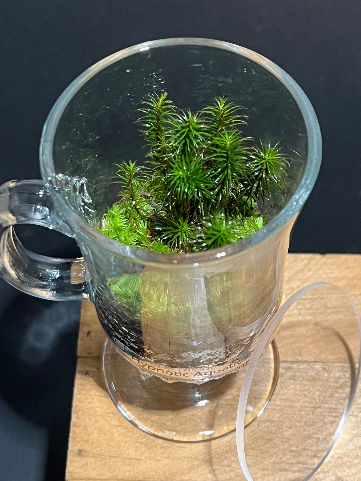Terrarium 223