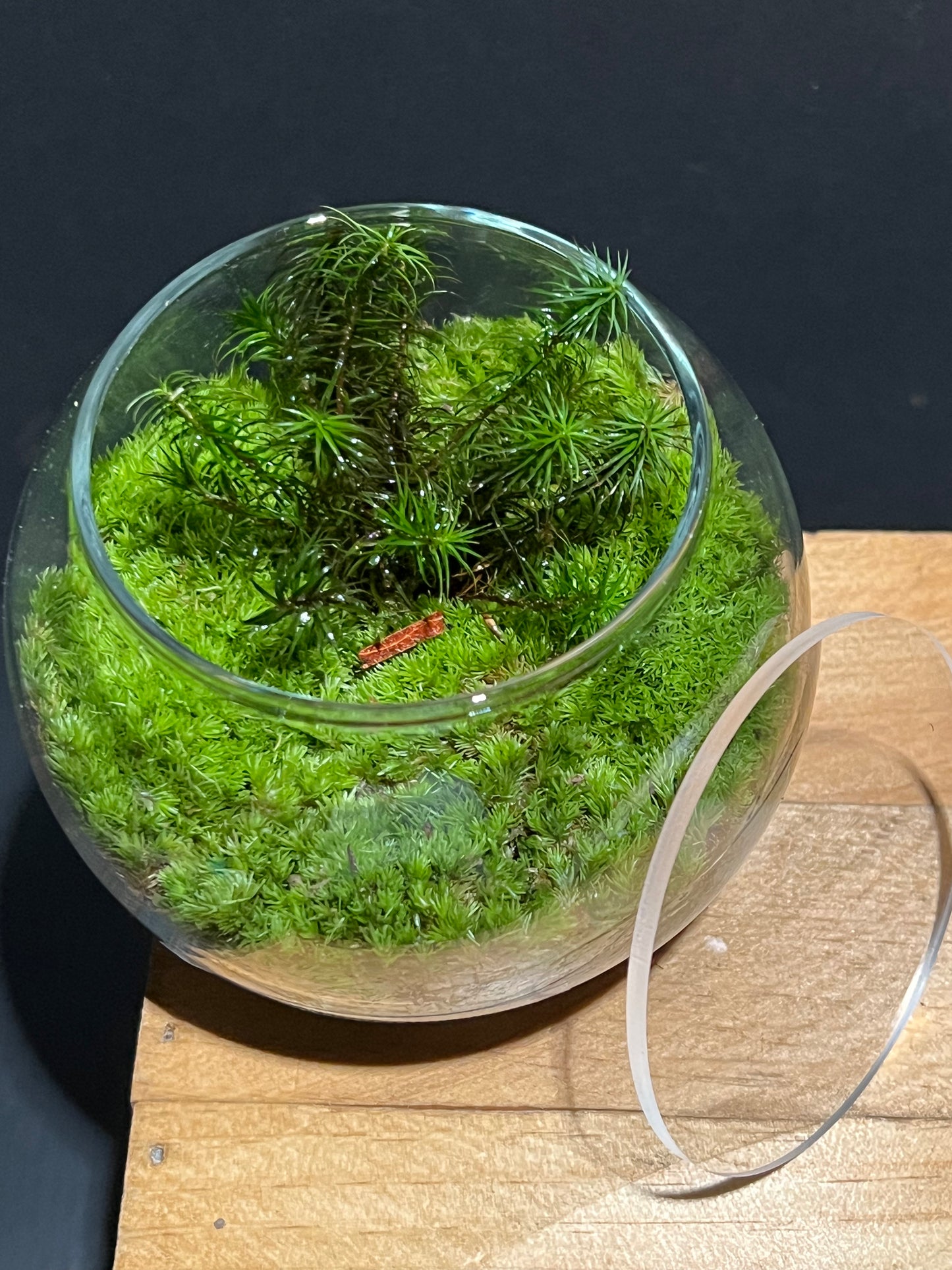 Terrarium 224