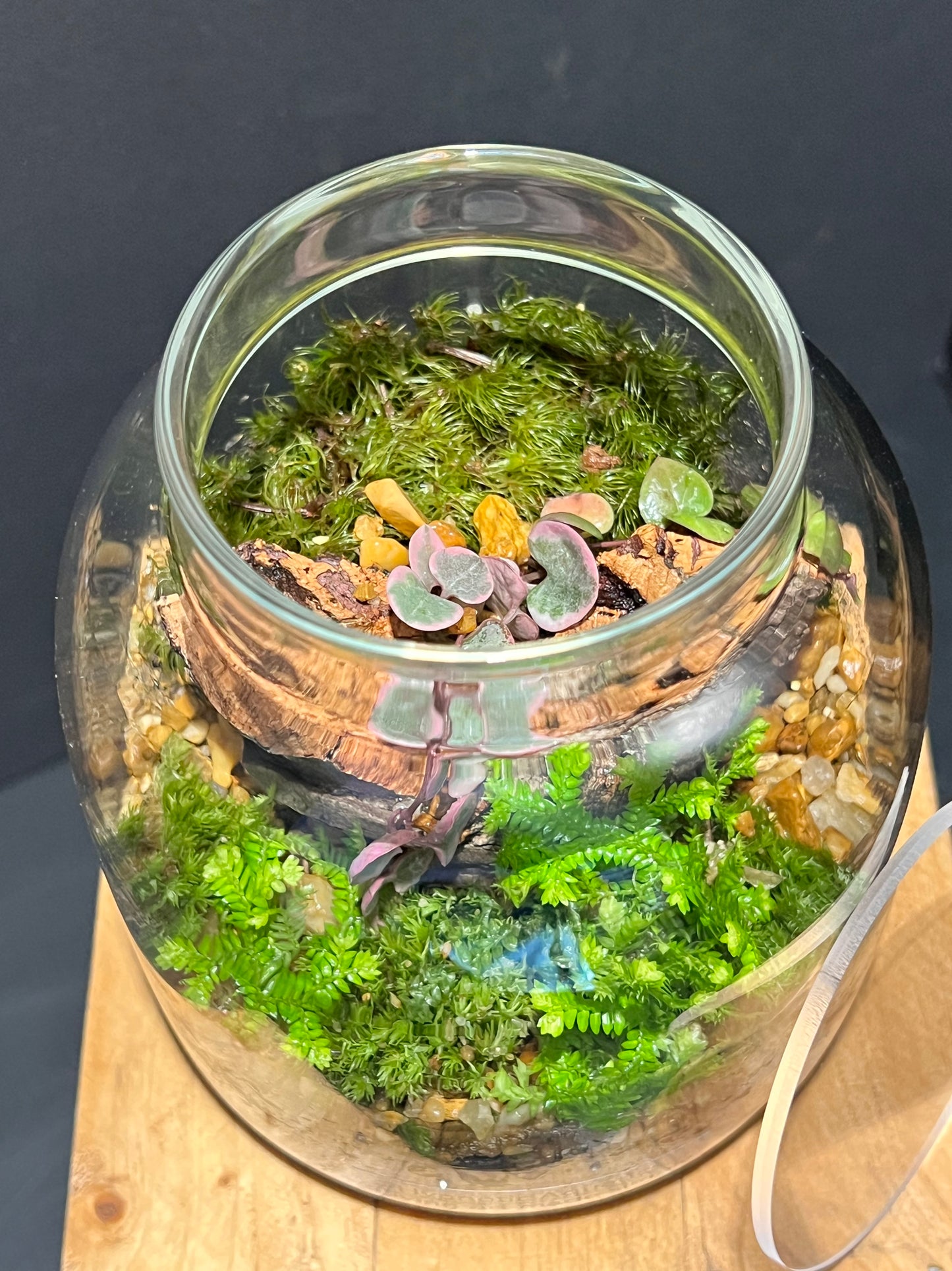 Terrarium 216