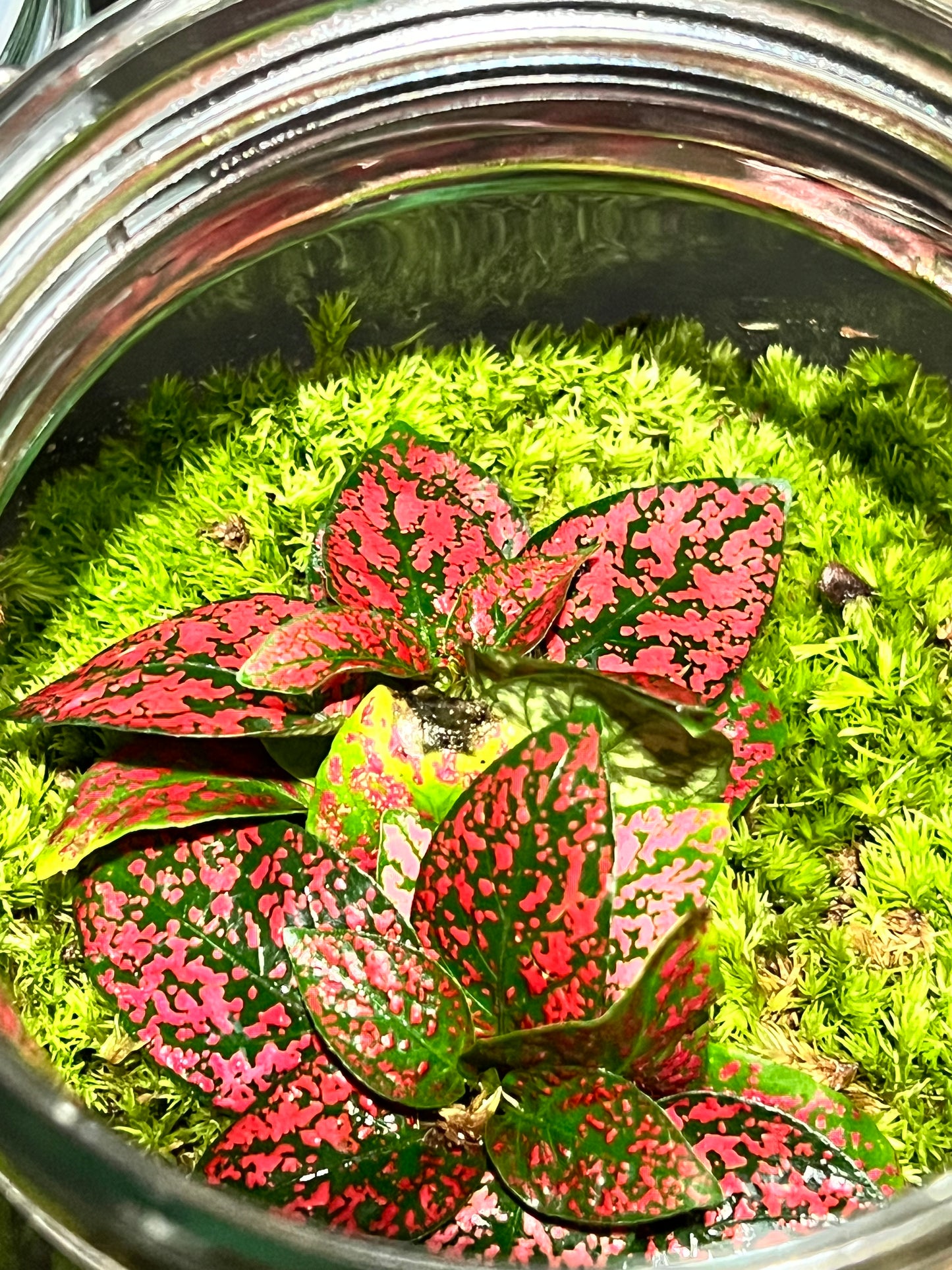 Terrarium 217